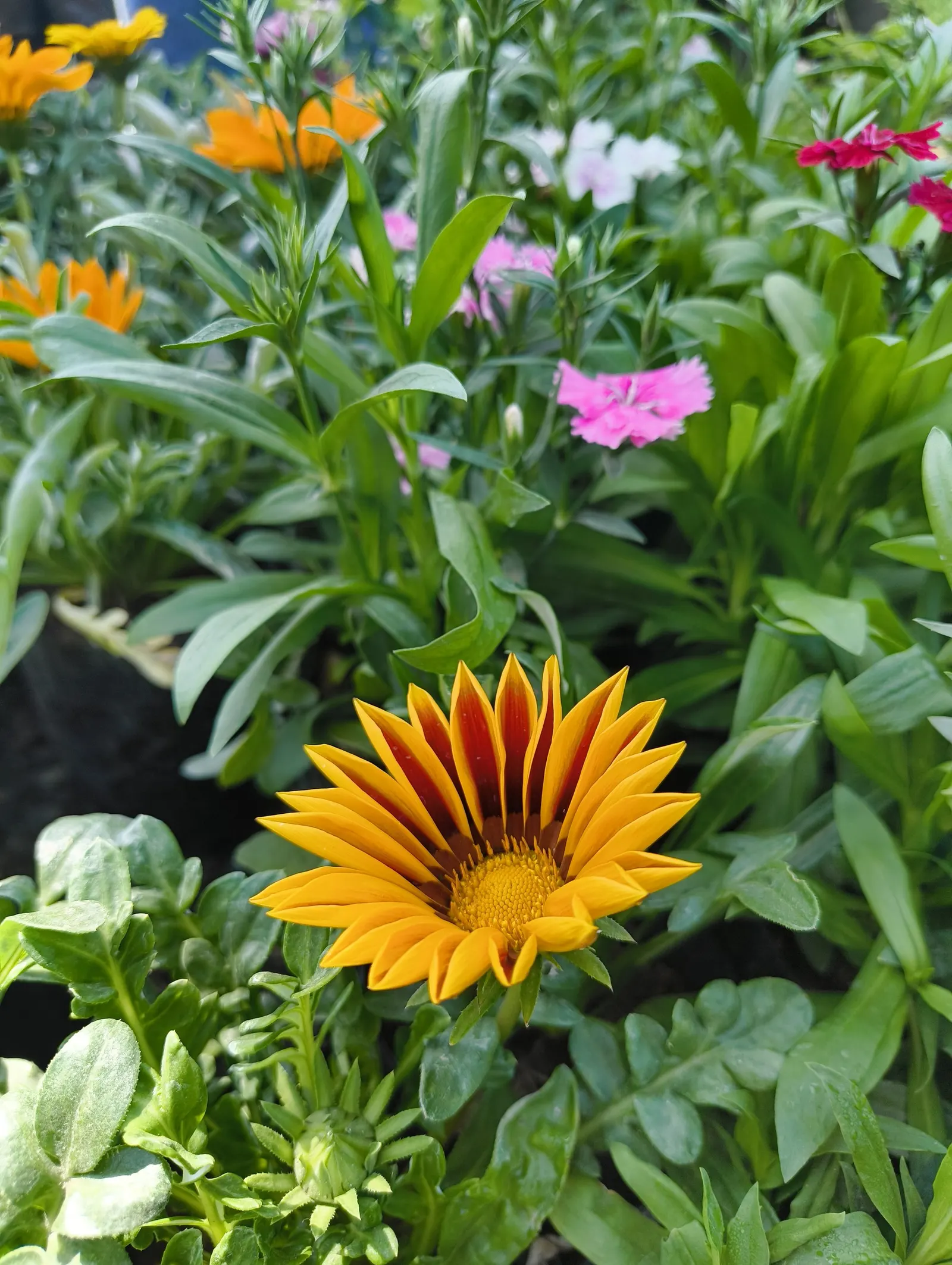 Trailing Gazania (Gazania Rigens) — adding a burst of color with minimal maintenance