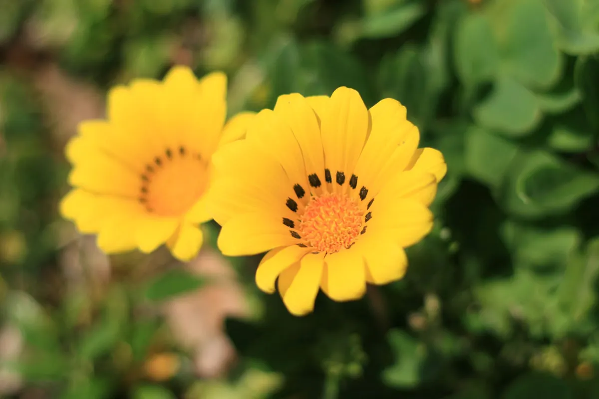 Trailing Gazania (Gazania Rigens) — Its resilience to coastal conditions and pests adds to its suitability for a range of garden settings; ground, image 69
