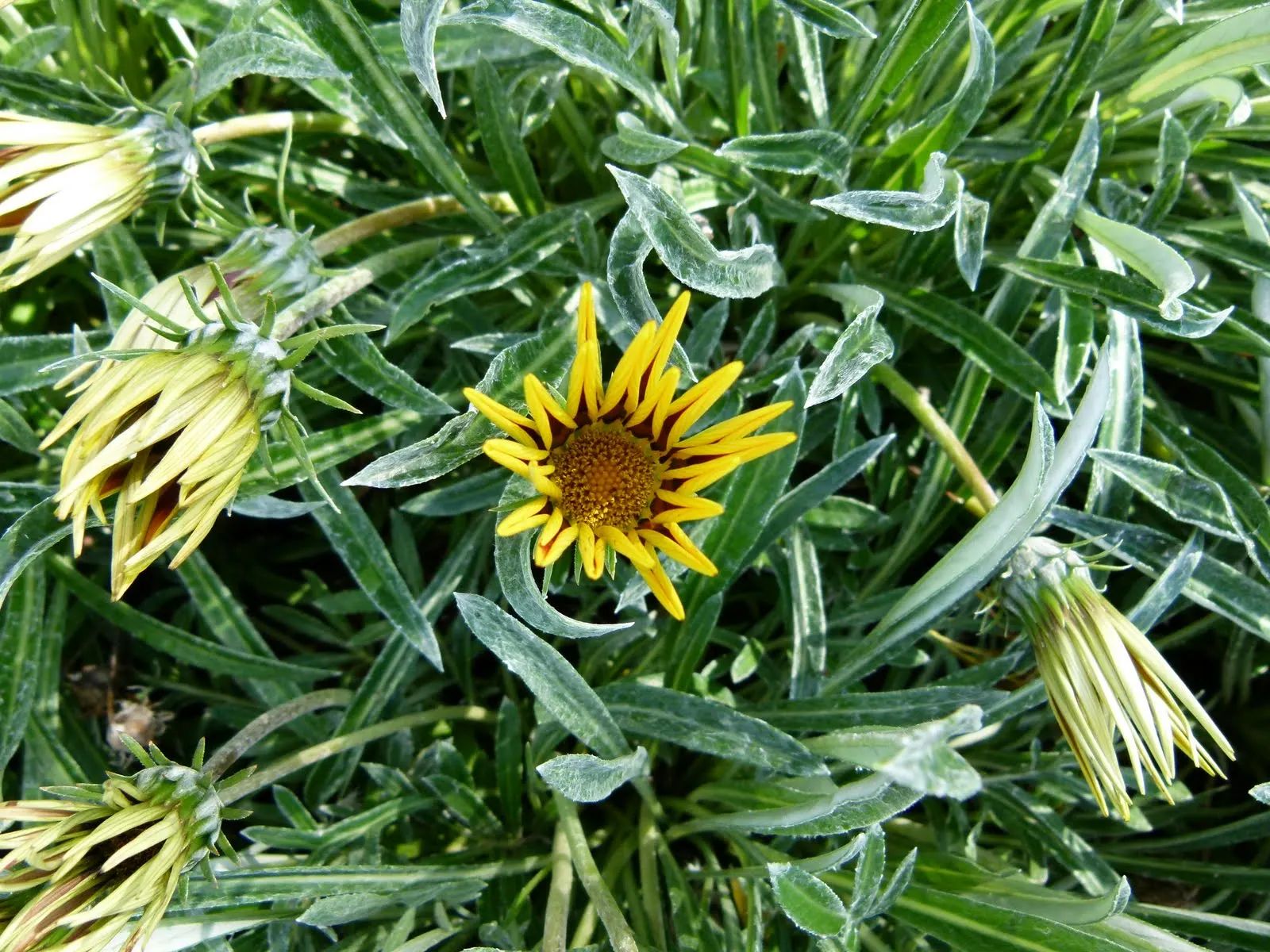 Trailing Gazania (Gazania Rigens) — ground cover / perennial for full or half; its resilience to coastal conditions and pests adds to its suitability for a