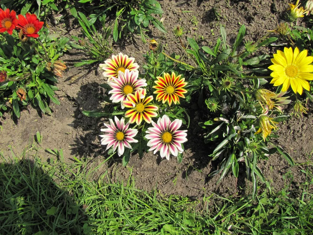Trailing Gazania (Gazania Rigens) — highlight the plant's low maintenance needs; which exhibit a kaleidoscope of colors, image 91