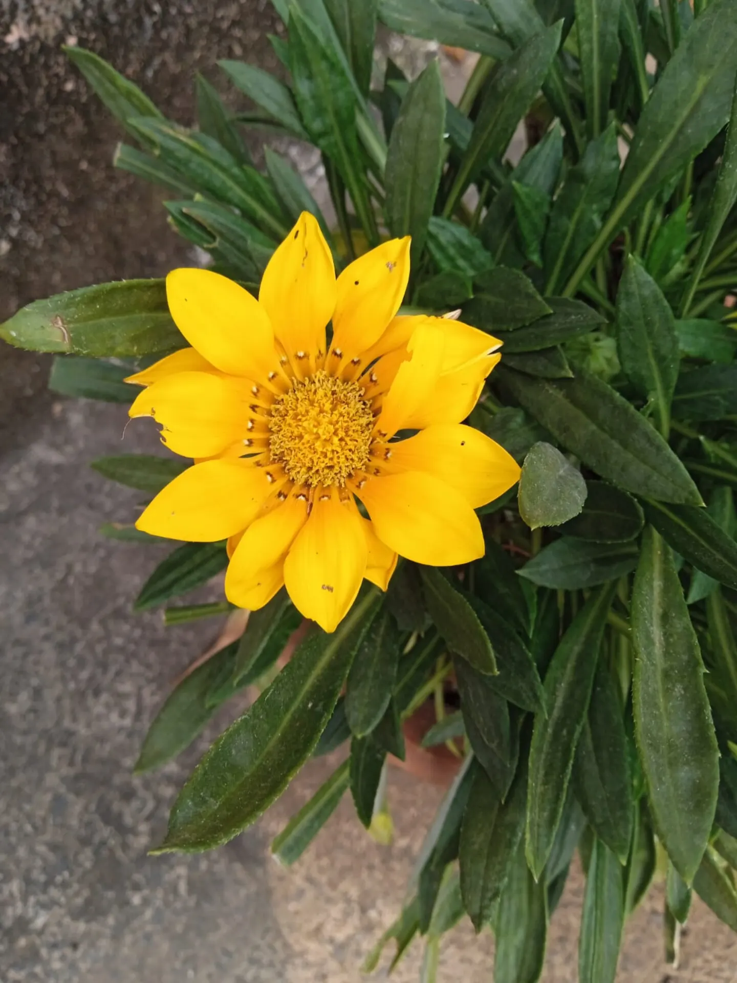 Trailing Gazania (Gazania Rigens) — or employed in mass plantings to provide a carpet of color; which include minimal watering once established and, image 89