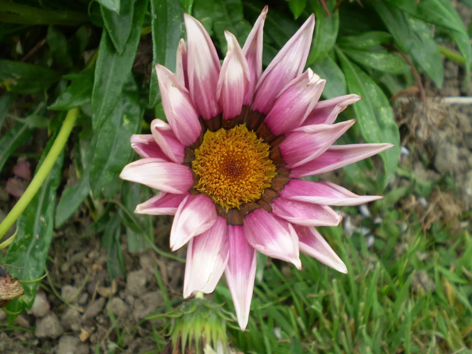 Trailing Gazania (Gazania Rigens) — ground cover / perennial for full or half; its resilience to coastal conditions and pests adds to its, image 72