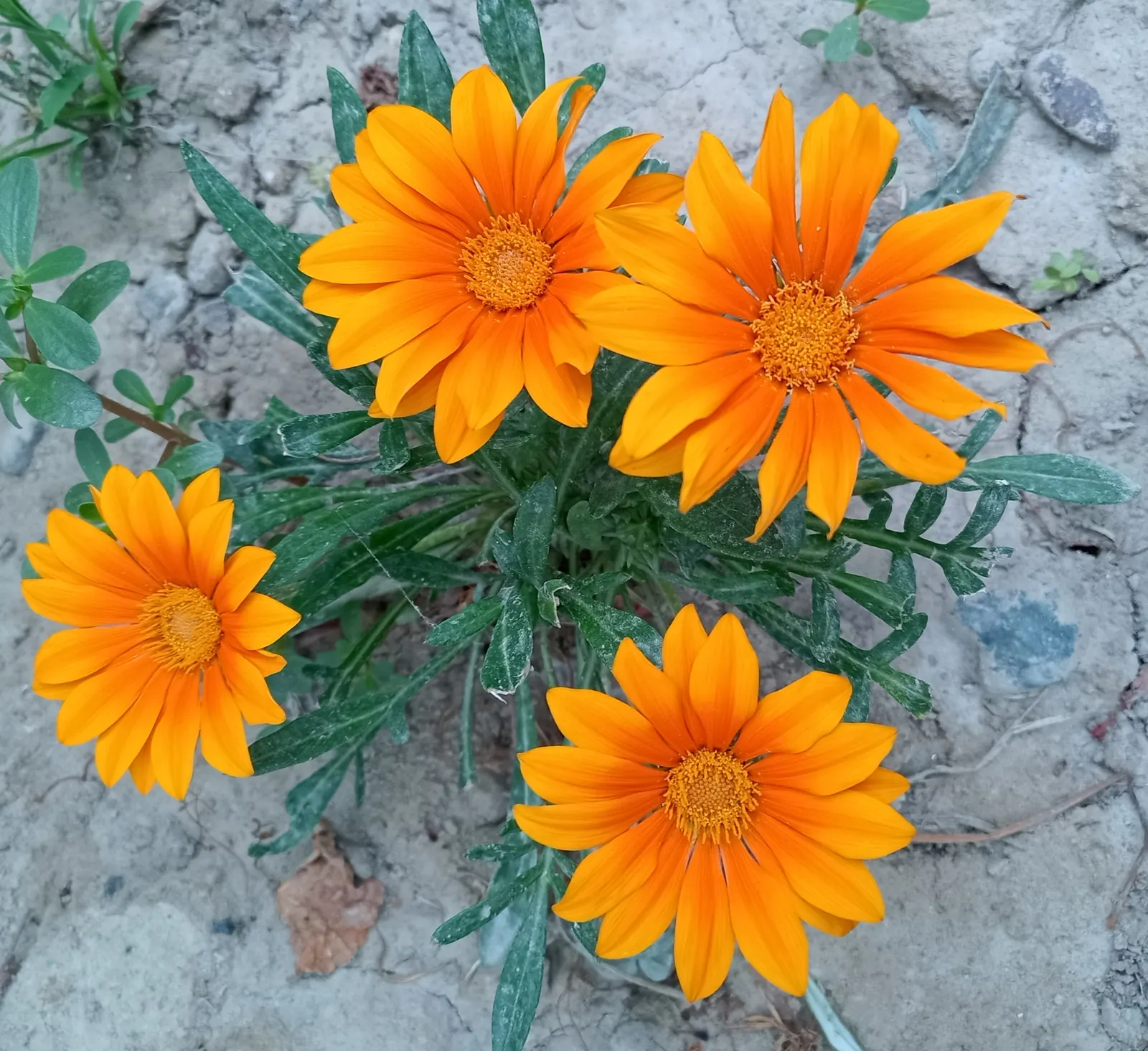 Trailing Gazania (Gazania Rigens) — up to 4 inches in diameter; trailing Gazania (Gazania rigens) is a vibrant perennial groundcover, flourishing, image 76