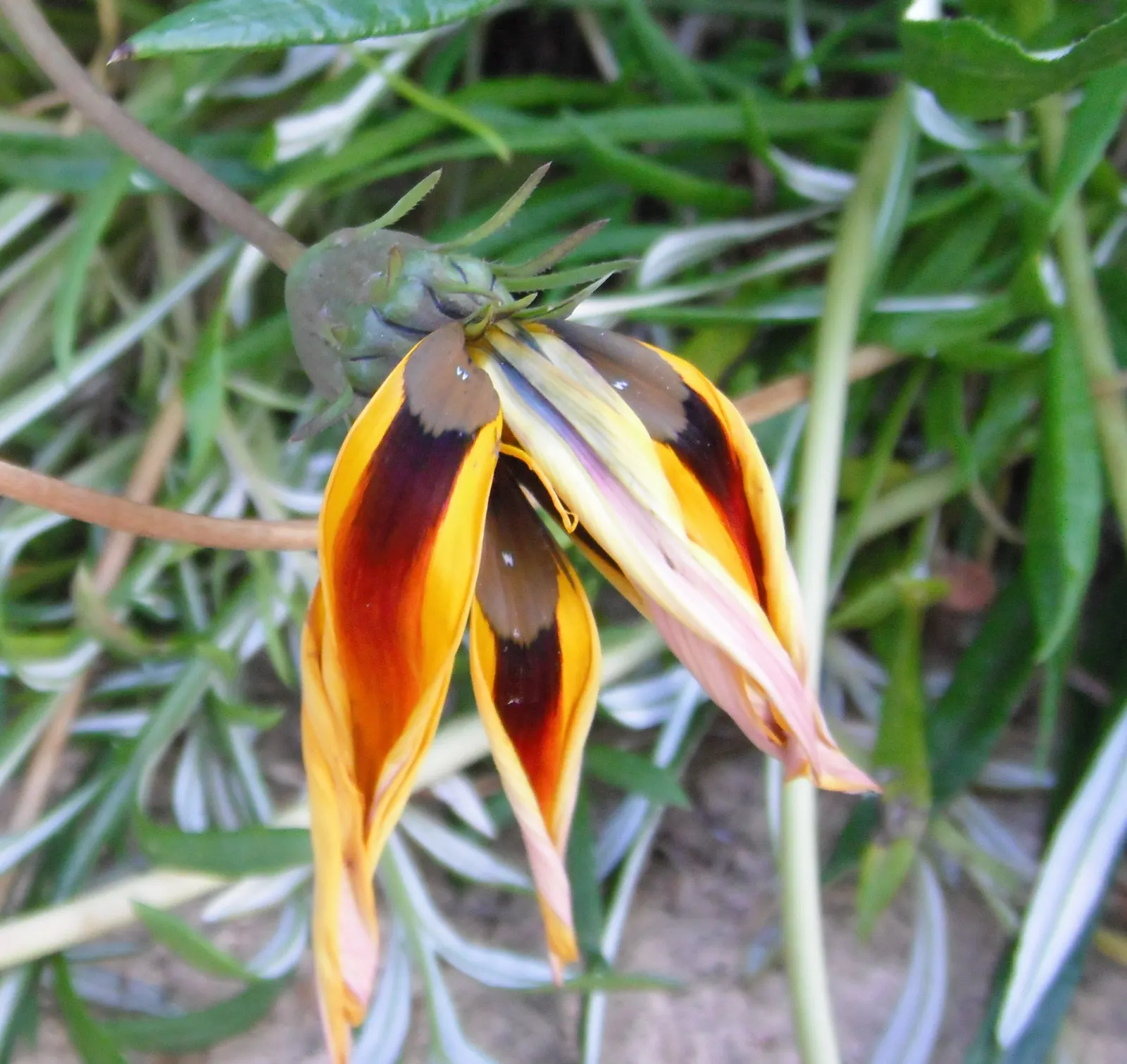 Trailing Gazania (Gazania Rigens) — it's crucial to note that Gazania rigens is suitable for rock gardens; these blossoms open wide under the sunlight and