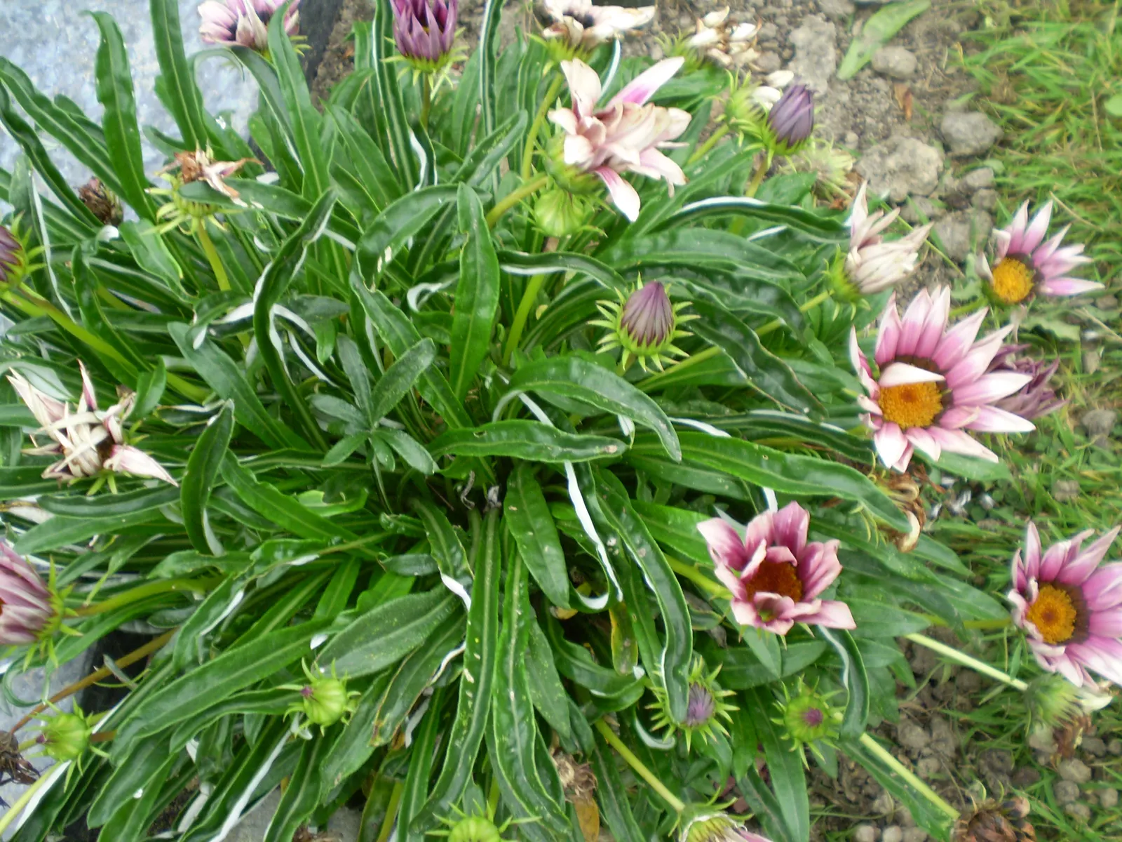 Trailing Gazania (Gazania Rigens) — Trailing Gazania (Gazania rigens) is a vibrant perennial groundcover, flourishing in zones 9-11; up to 4 inches, image 73