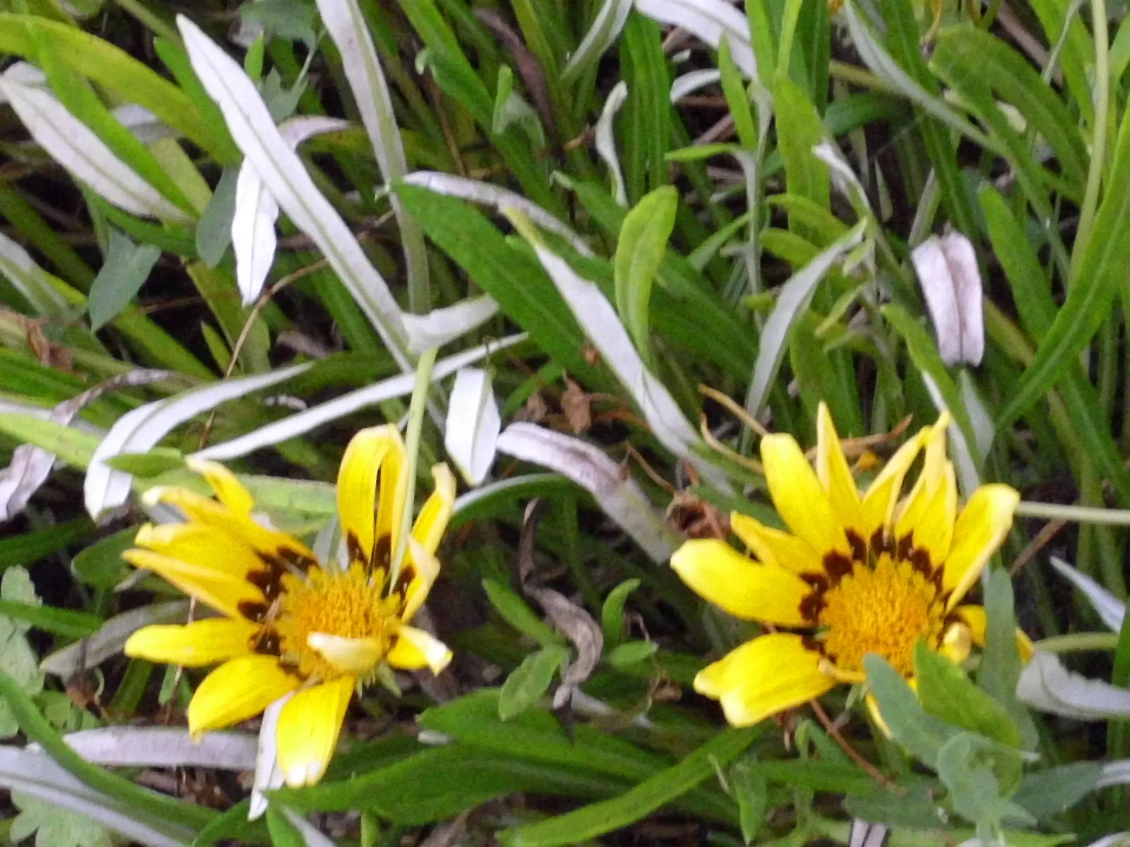 Trailing Gazania (Gazania Rigens) — Trailing Gazania (Gazania rigens) is a vibrant perennial groundcover, flourishing in zones 9-11; up to 4 inches, image 49