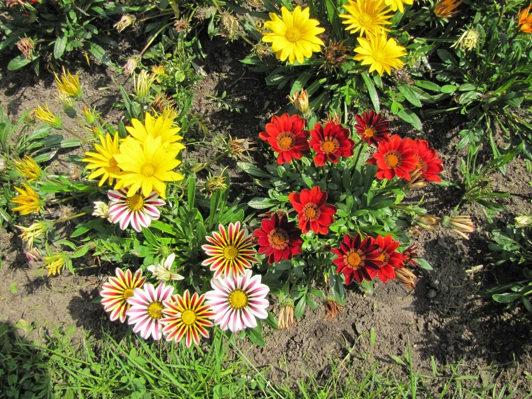 Trailing Gazania (Gazania Rigens) — Its resilience to coastal conditions and pests adds to its suitability for a range of garden settings; ground, image 93