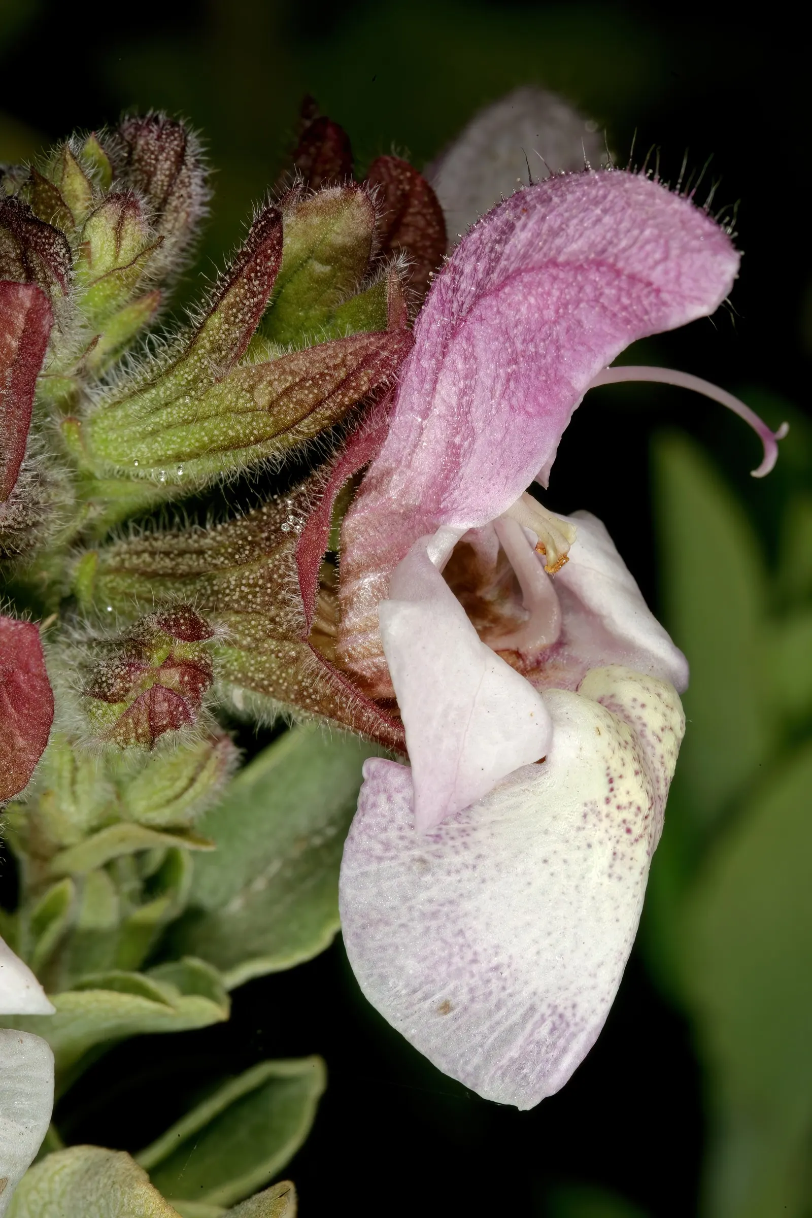 Dolomite Sage (Salvia Dolomitica) — Mature size reaches up to 2-3 feet in height and spread
