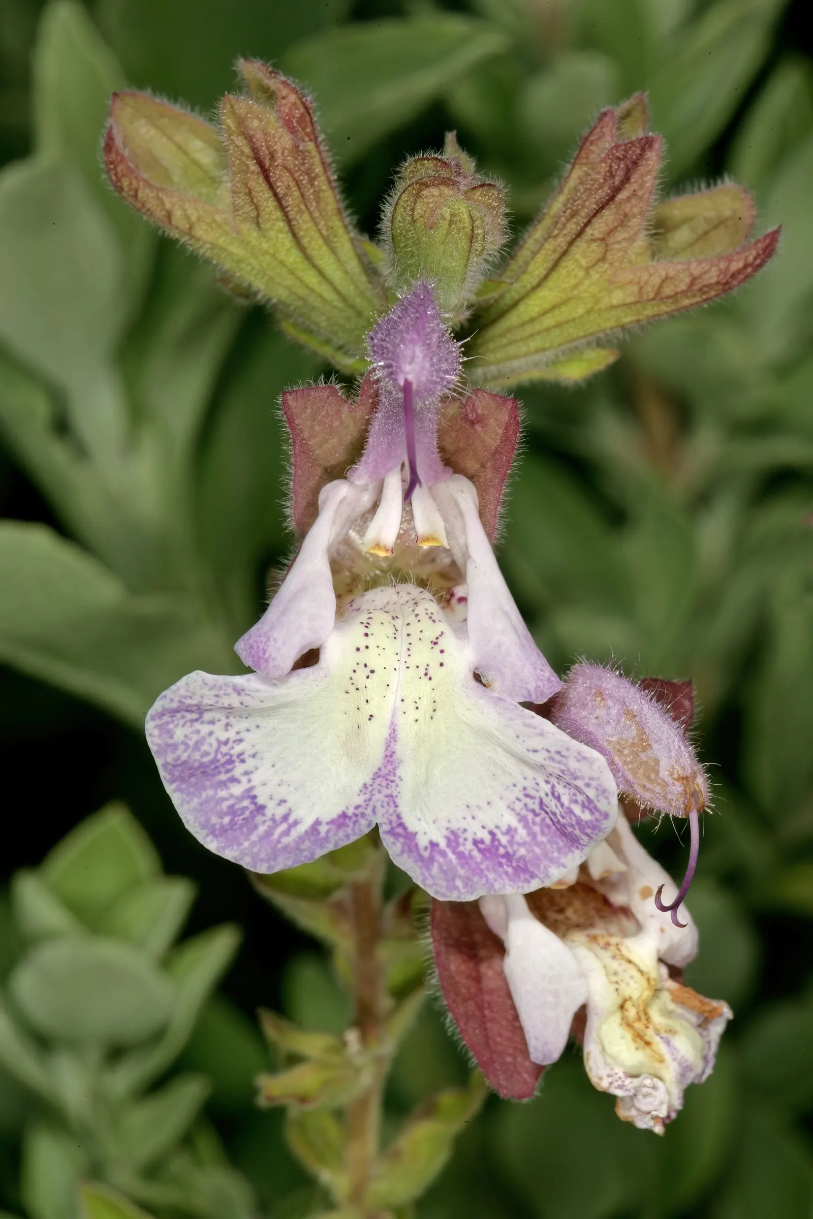 Dolomite Sage (Salvia Dolomitica) — Ideal for xeriscaping, it thrives in well-draining, alkaline soil and full sun