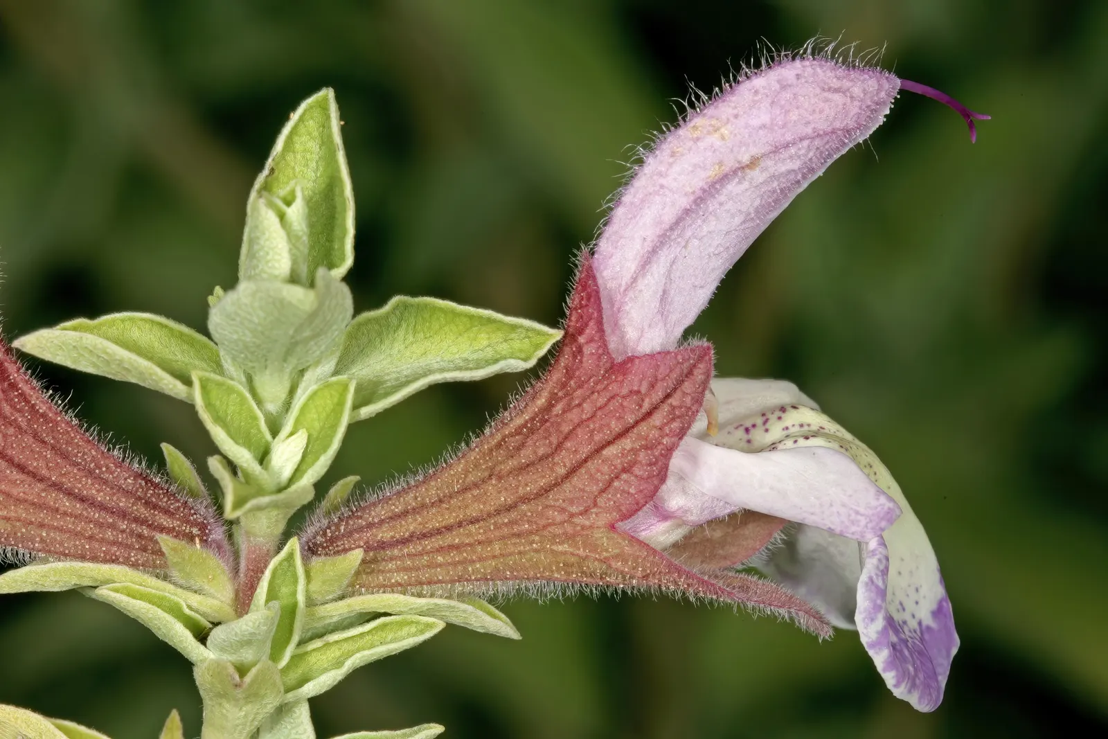Dolomite Sage (Salvia Dolomitica) — With a robust growth habit