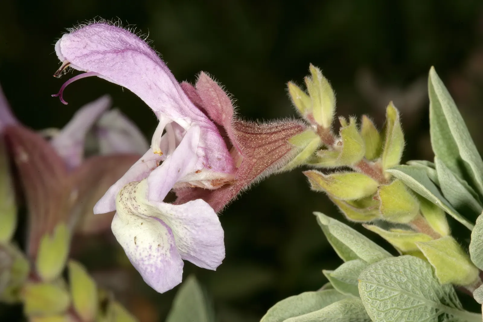 Dolomite Sage (Salvia Dolomitica) — These blooms emerge on upright inflorescence spikes that soar above the foliage