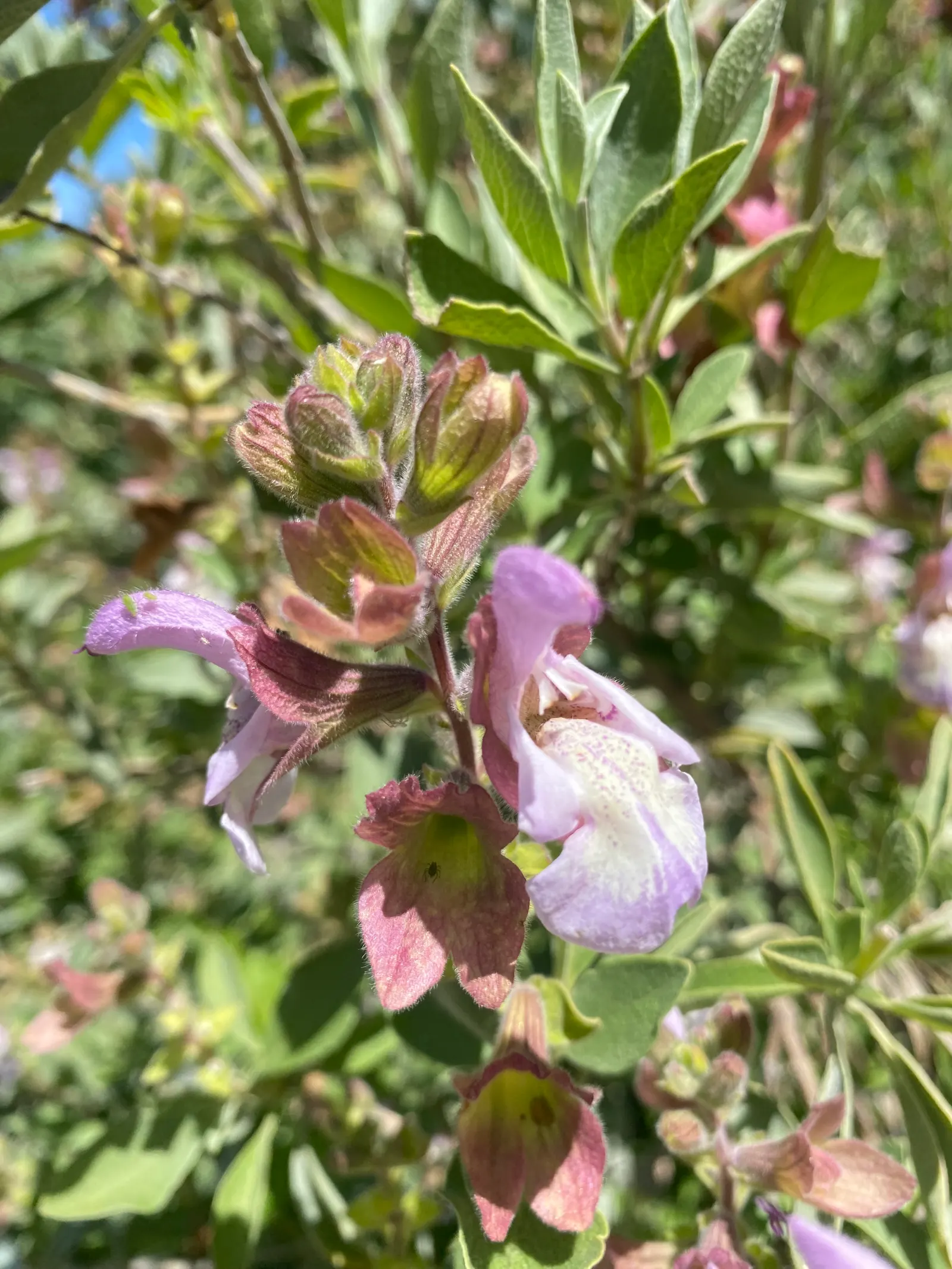Dolomite Sage (Salvia Dolomitica) — Salvia dolomitica, or Dolomite Sage, is a hardy perennial herb boasting aromatic, textured gray-green foliage