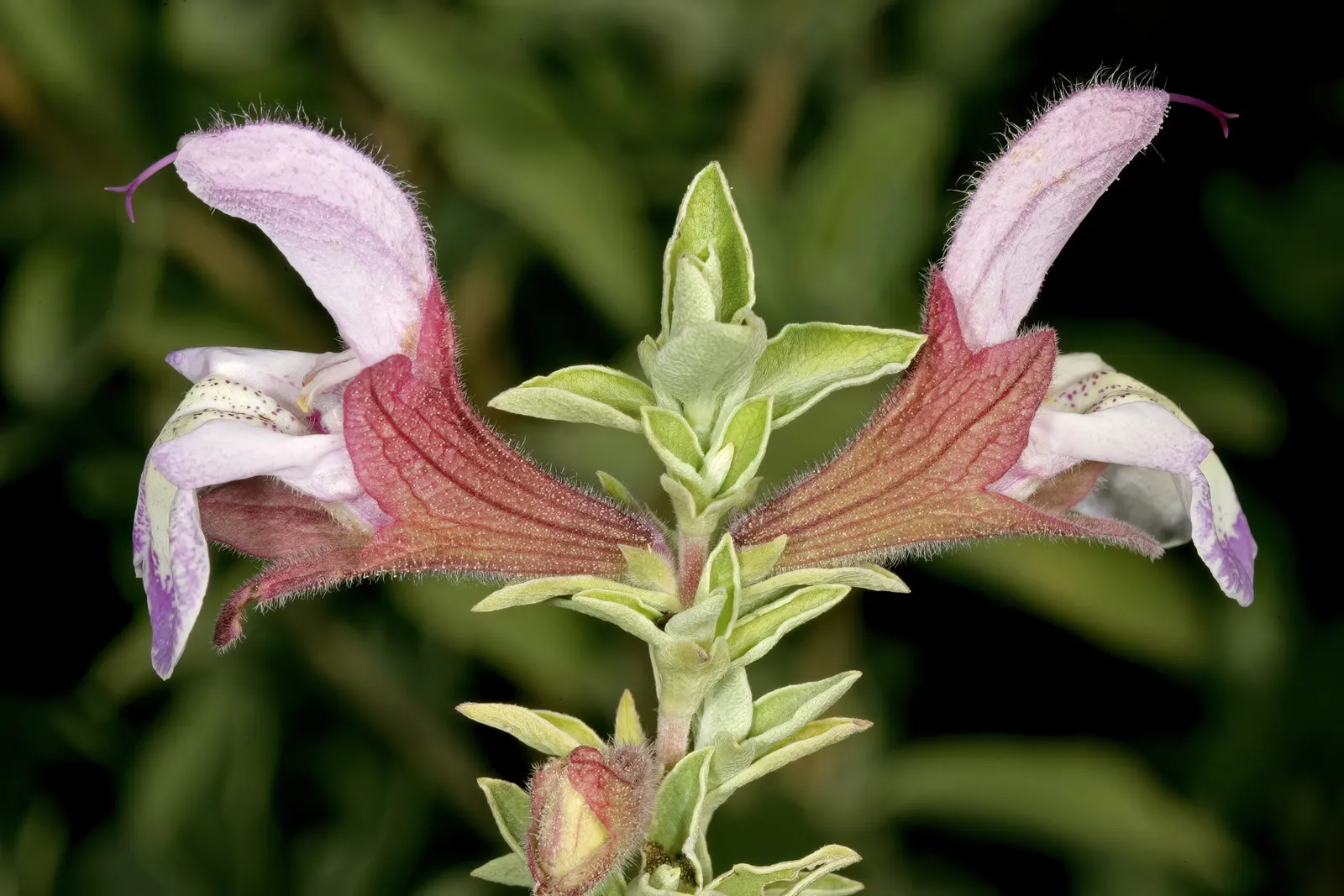 Dolomite Sage (Salvia Dolomitica) — even performing well in rocky substrates