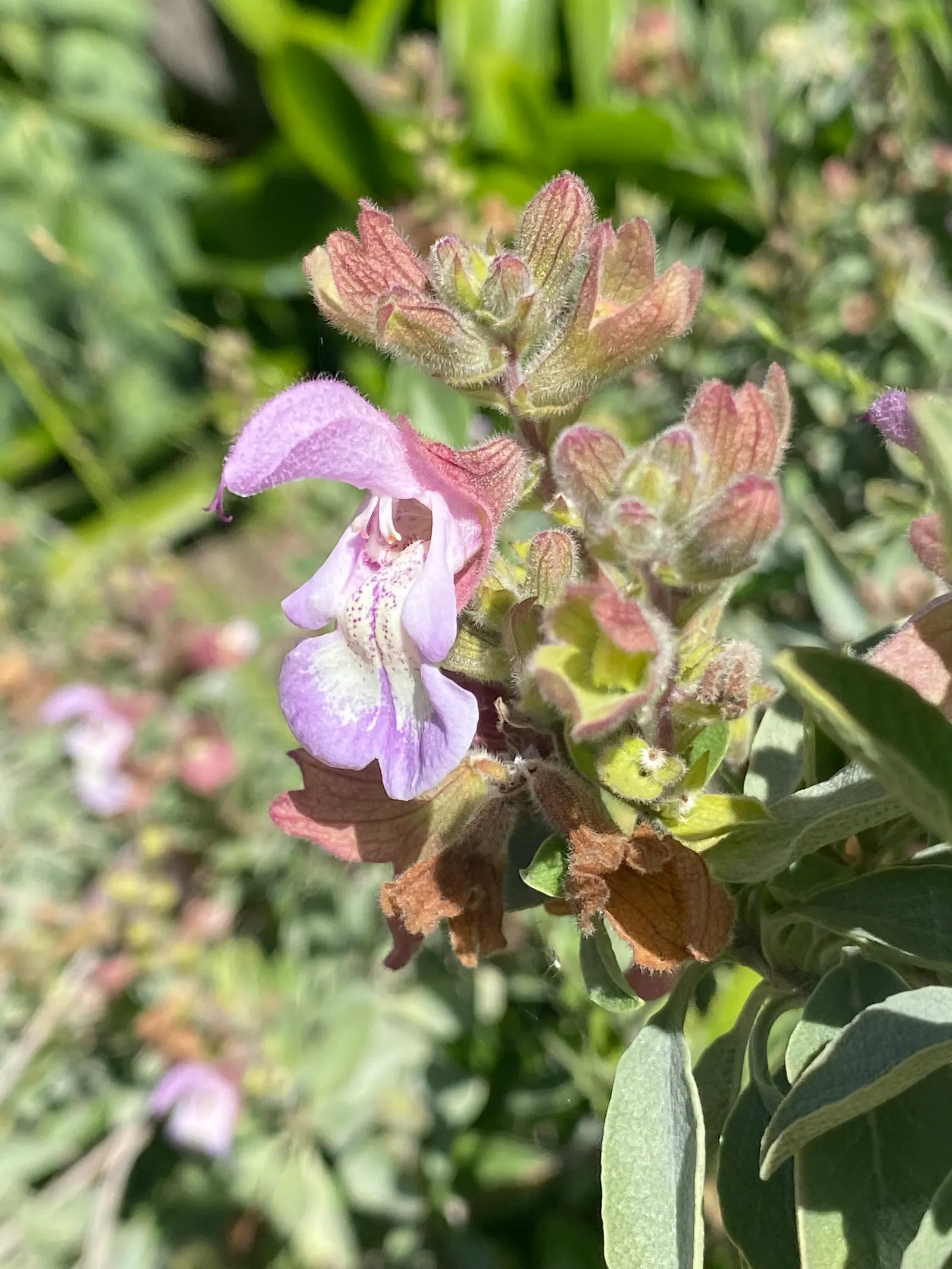 Dolomite Sage (Salvia Dolomitica) — renowned for its resilience and aesthetic appeal