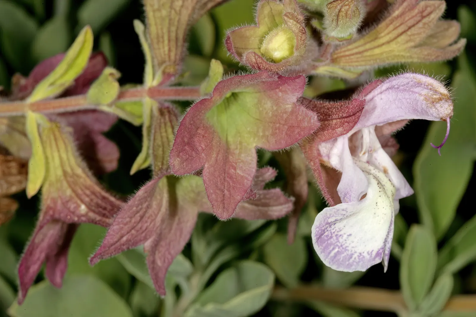 Dolomite Sage (Salvia Dolomitica) — Moderate drought tolerance ensures it remains a low-maintenance choice once established