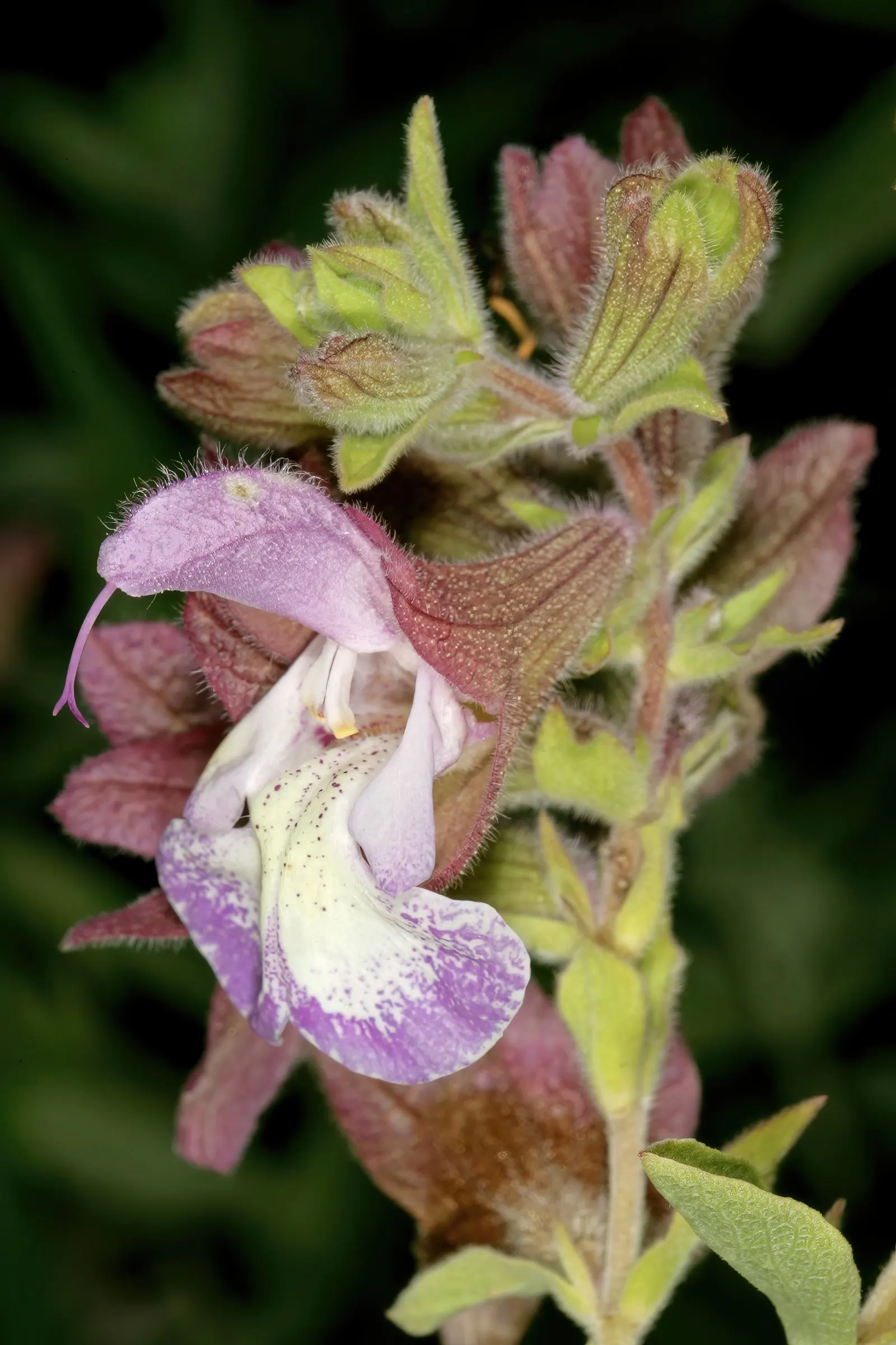 Dolomite Sage (Salvia Dolomitica) — Drought and deer resistant, it's perfect for low-maintenance, water-wise gardens