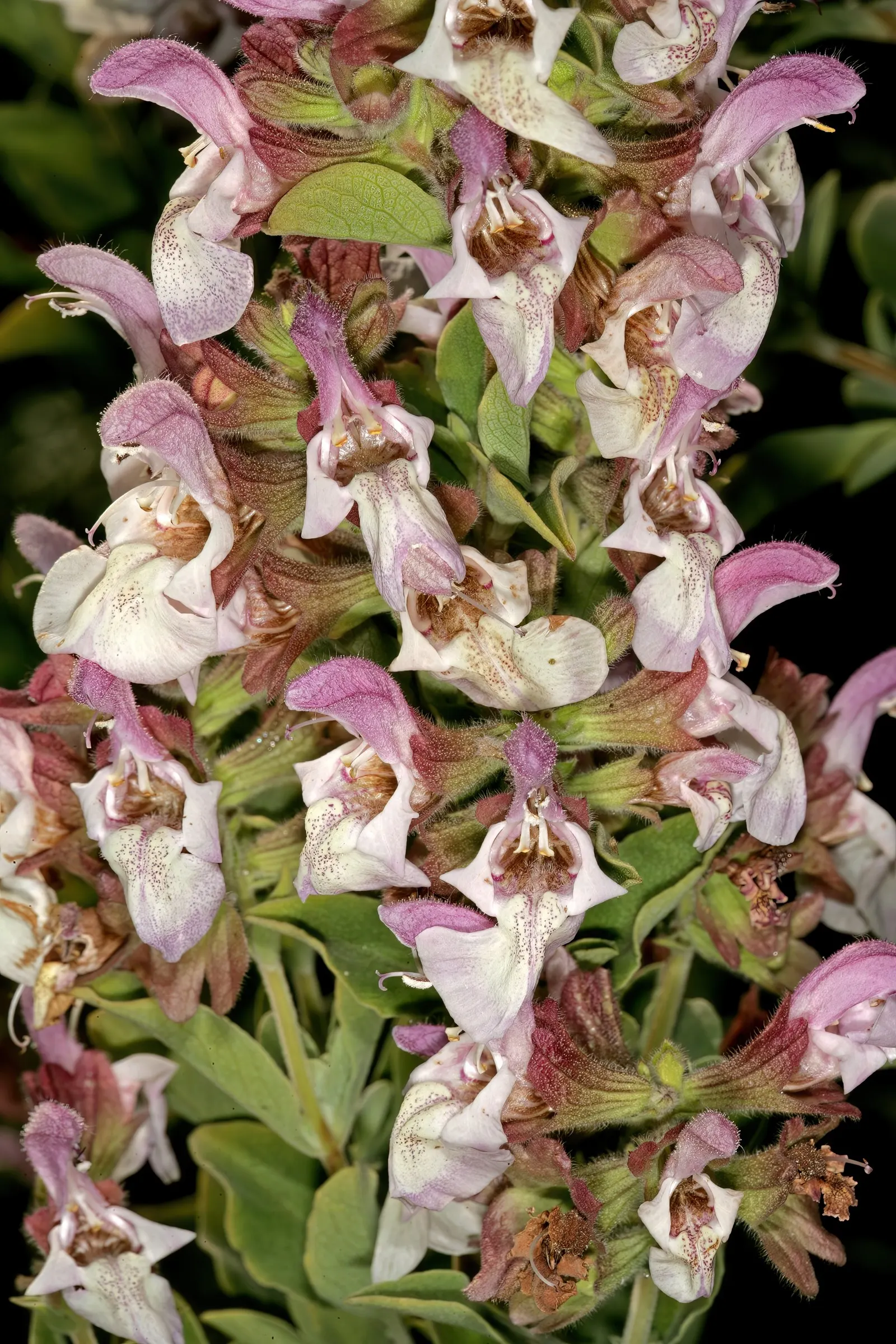 Dolomite Sage (Salvia Dolomitica) — textured clumps.<br><br>Its distinctive aromatic leaves are a lush