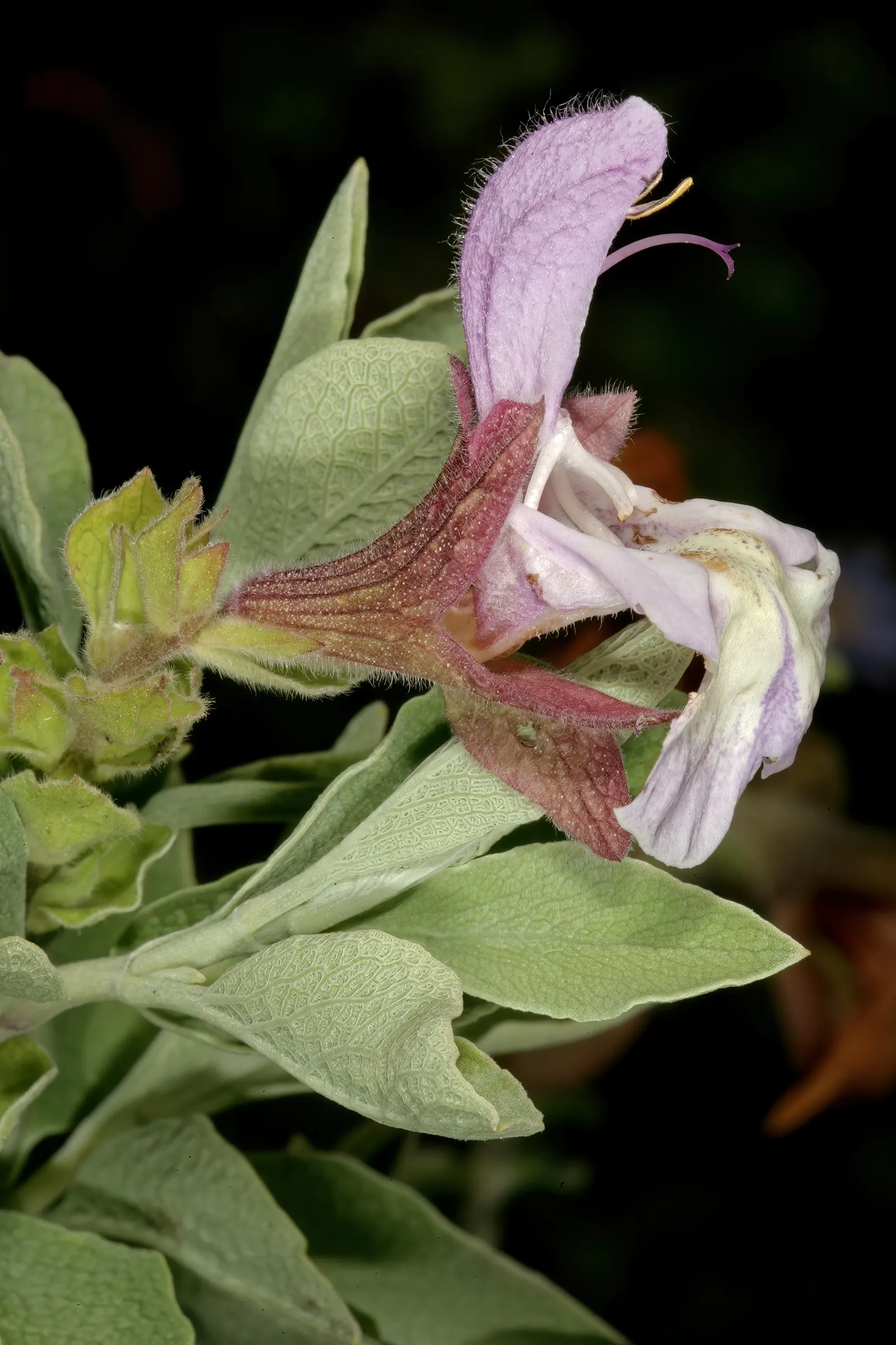 Dolomite Sage (Salvia Dolomitica) — gracing your garden with color from late spring into early summer