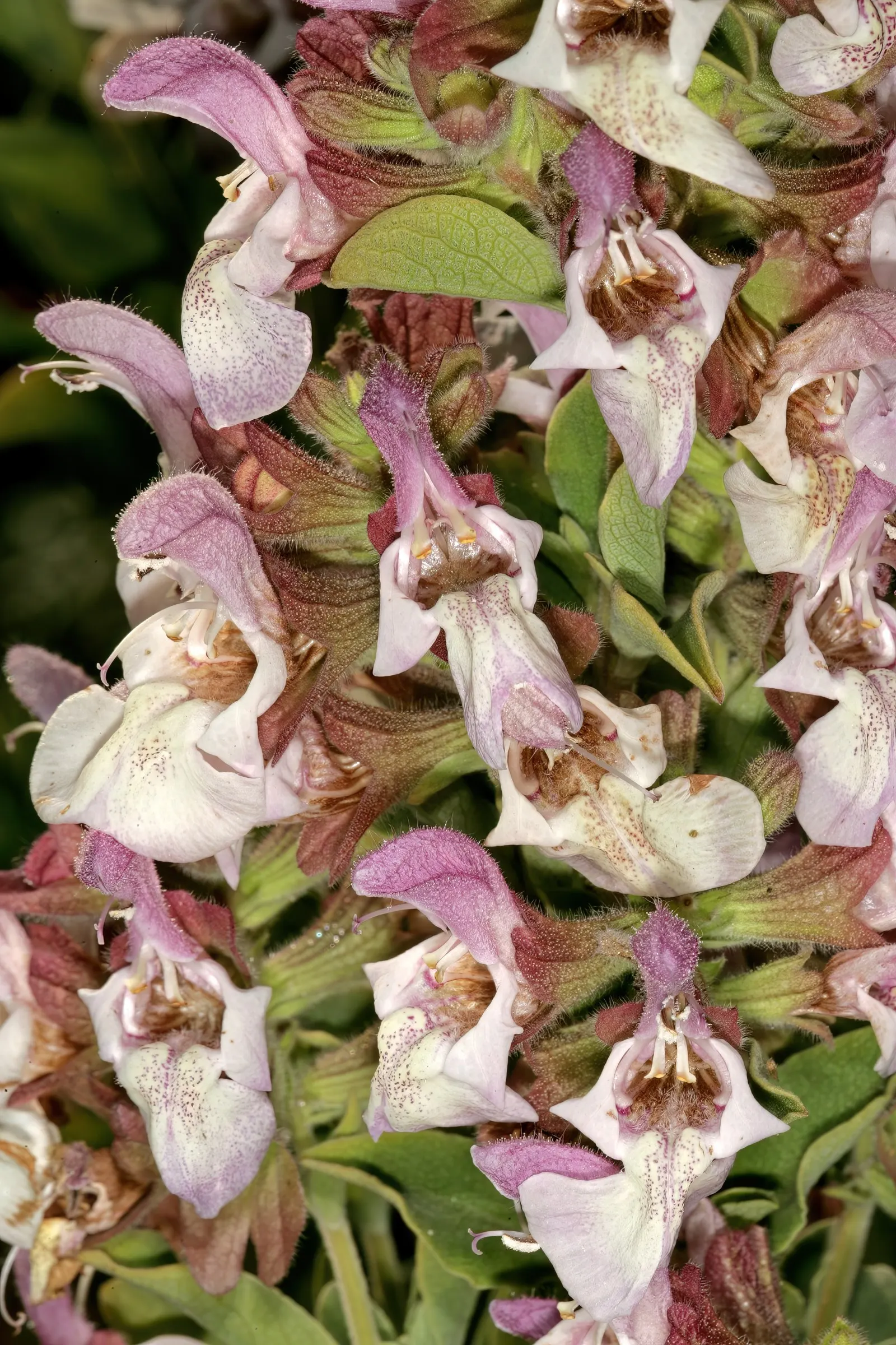 Dolomite Sage (Salvia Dolomitica) — is a captivating addition to any garden