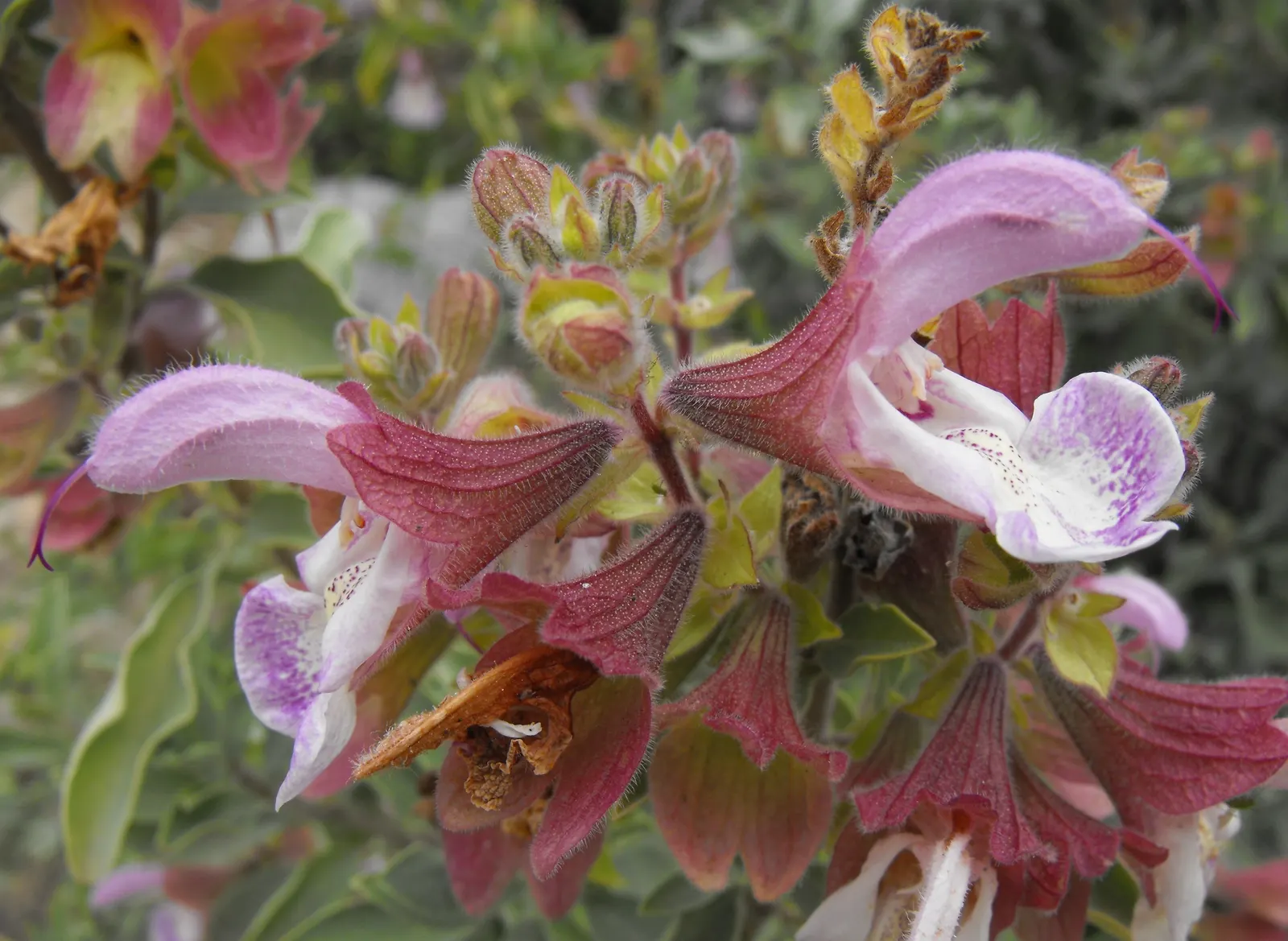 Dolomite Sage (Salvia Dolomitica) — commonly referred to as Dolomite Sage