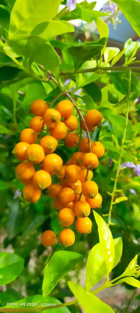Blue Girl Holly (Ilex X Meserveae 'Blue Girl') — commonly known as Blue Girl Holly