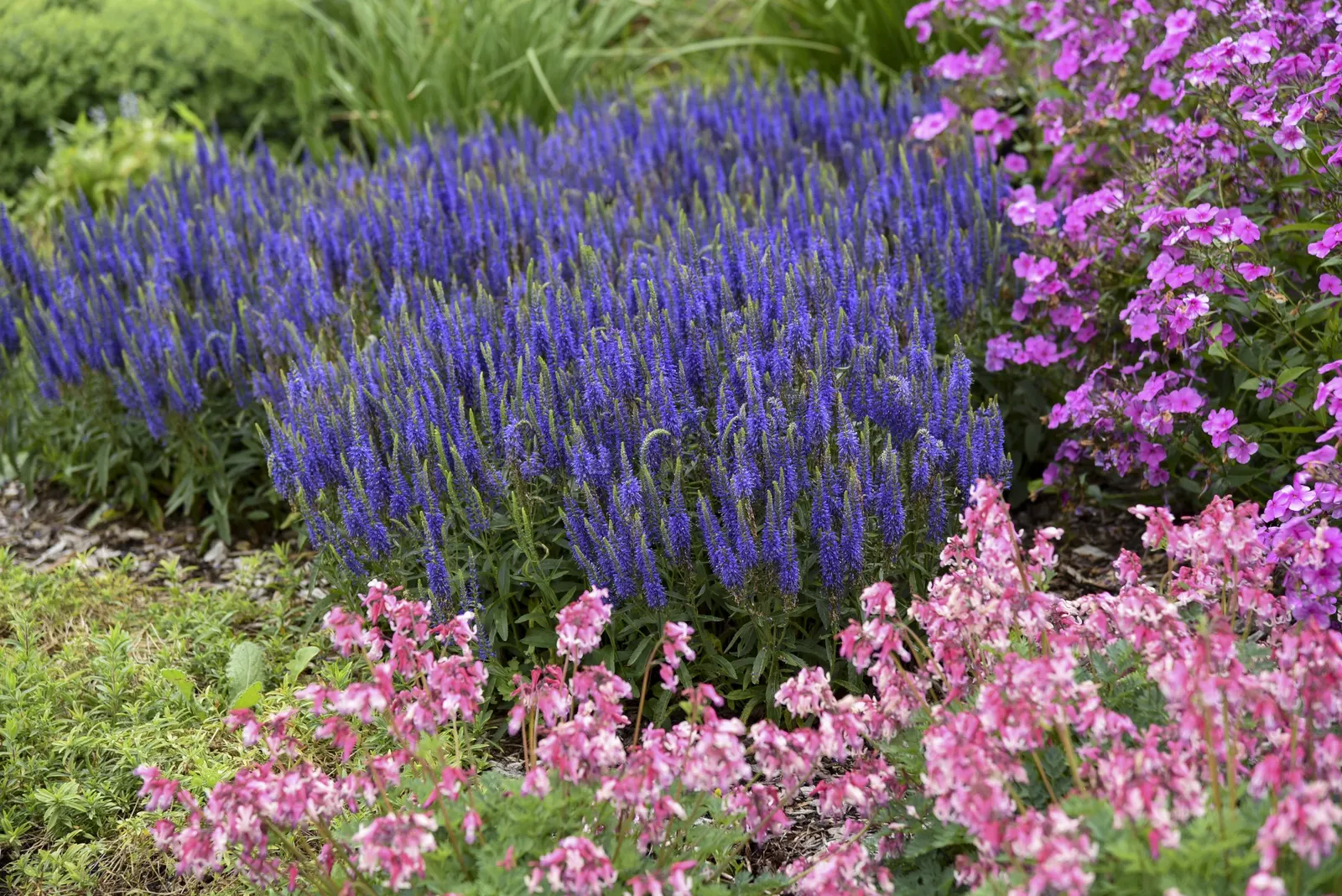 'Wizard of Ahhs' Spike Speedwell (Veronica hybrid) — well-drained soil with consistent moisture; shear after bloom for a fresh flush