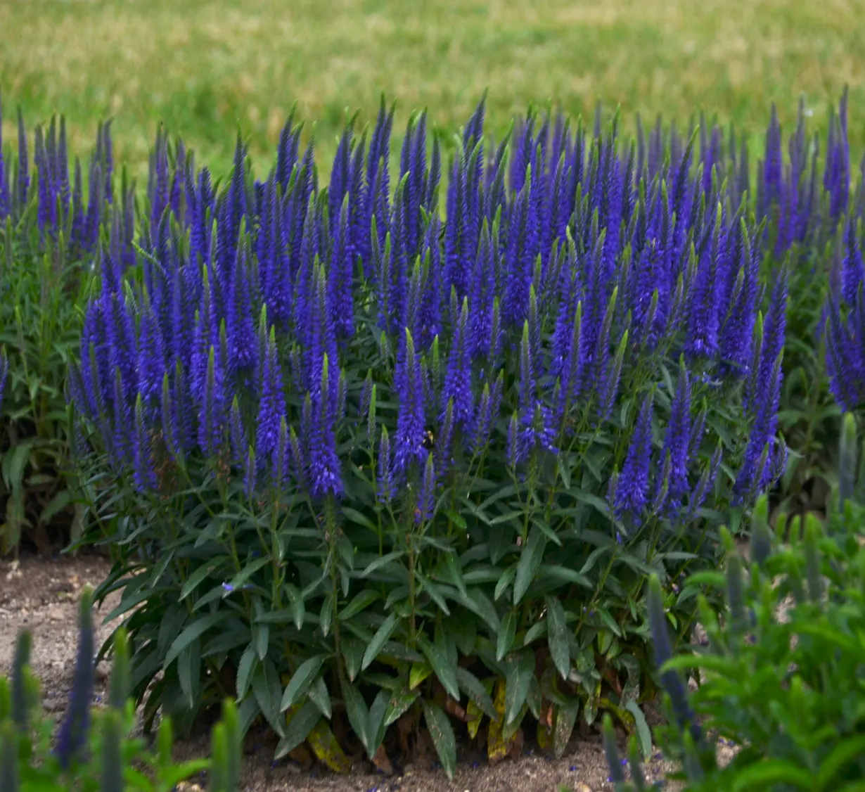 'Wizard of Ahhs' Spike Speedwell (Veronica hybrid) — Its tidy habit makes it especially useful near the front of the border