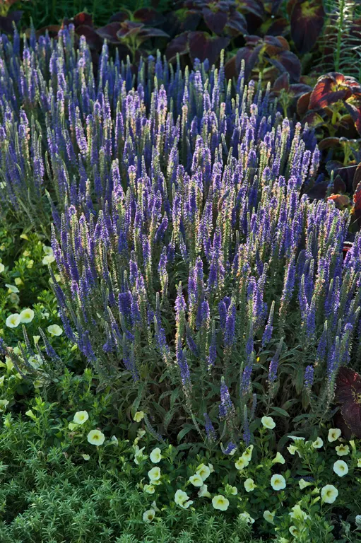 'Wizard of Ahhs' Spike Speedwell (Veronica hybrid) — reaching about 14 to 16 inches tall with an 18 to 22 inch spread