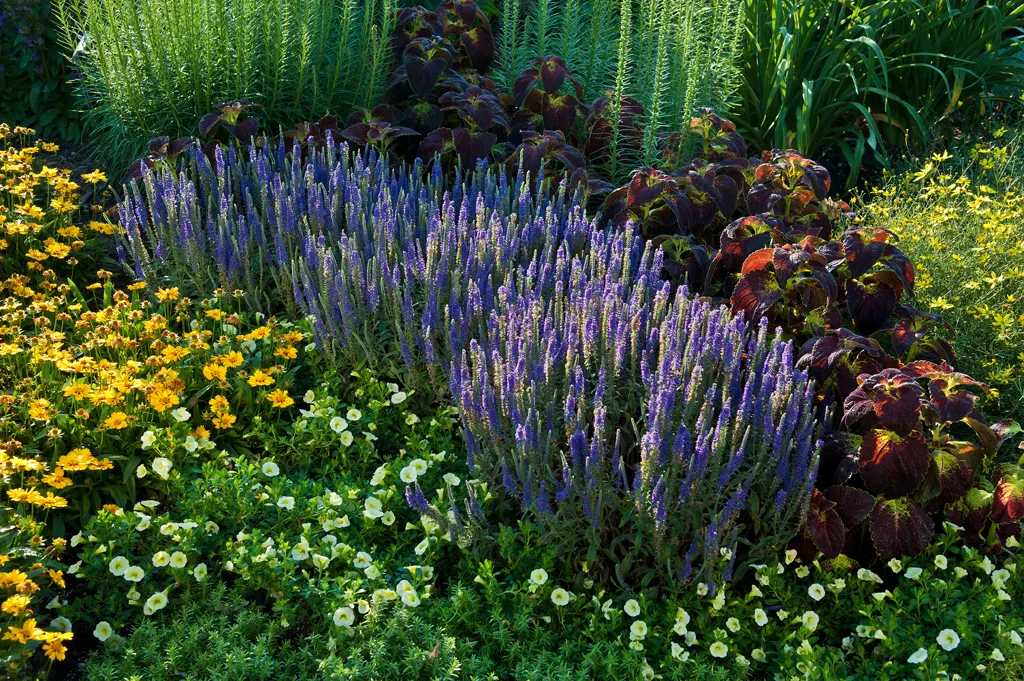 'Wizard of Ahhs' Spike Speedwell (Veronica hybrid) — 'Wizard of Ahhs' is modest in scale but generous in effect