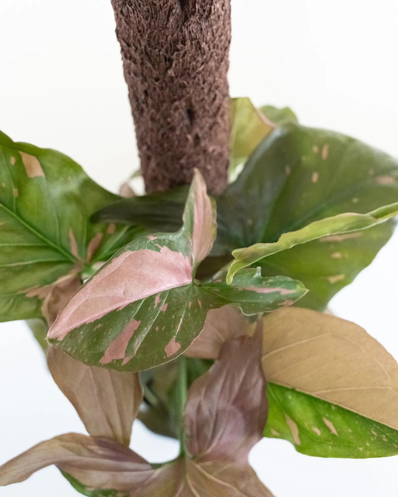 Pink Splash Arrowhead Vine (Syngonium podophyllum) — It grows from about 12 inches to 6 feet tall depending on pruning and support