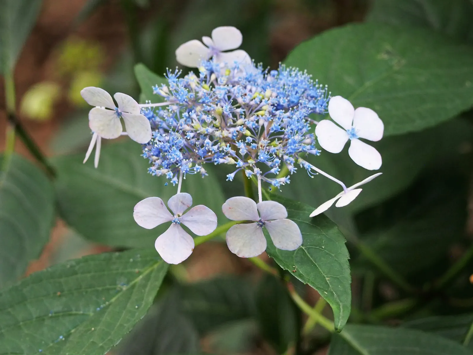 Bluebird Sawtooth Hydrangea (Hydrangea Serrata 'Bluebird') — This species prefers well-drained