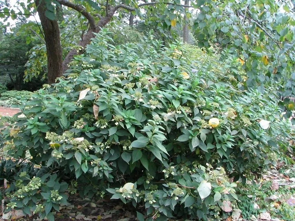 Bluebird Sawtooth Hydrangea (Hydrangea Serrata 'Bluebird') — is an ornamental deciduous shrub renowned for its eye-catching summer blooms and striking foliage