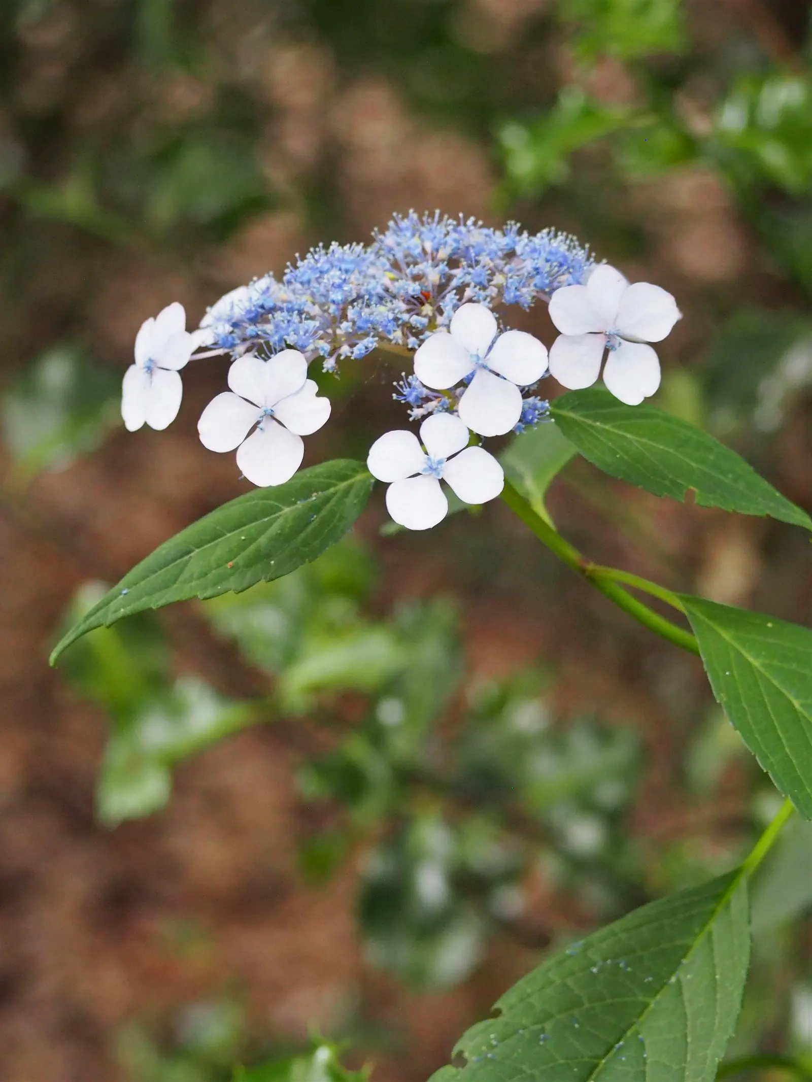 Bluebird Sawtooth Hydrangea (Hydrangea Serrata 'Bluebird') — is a deciduous shrub prized for its lacecap blooms