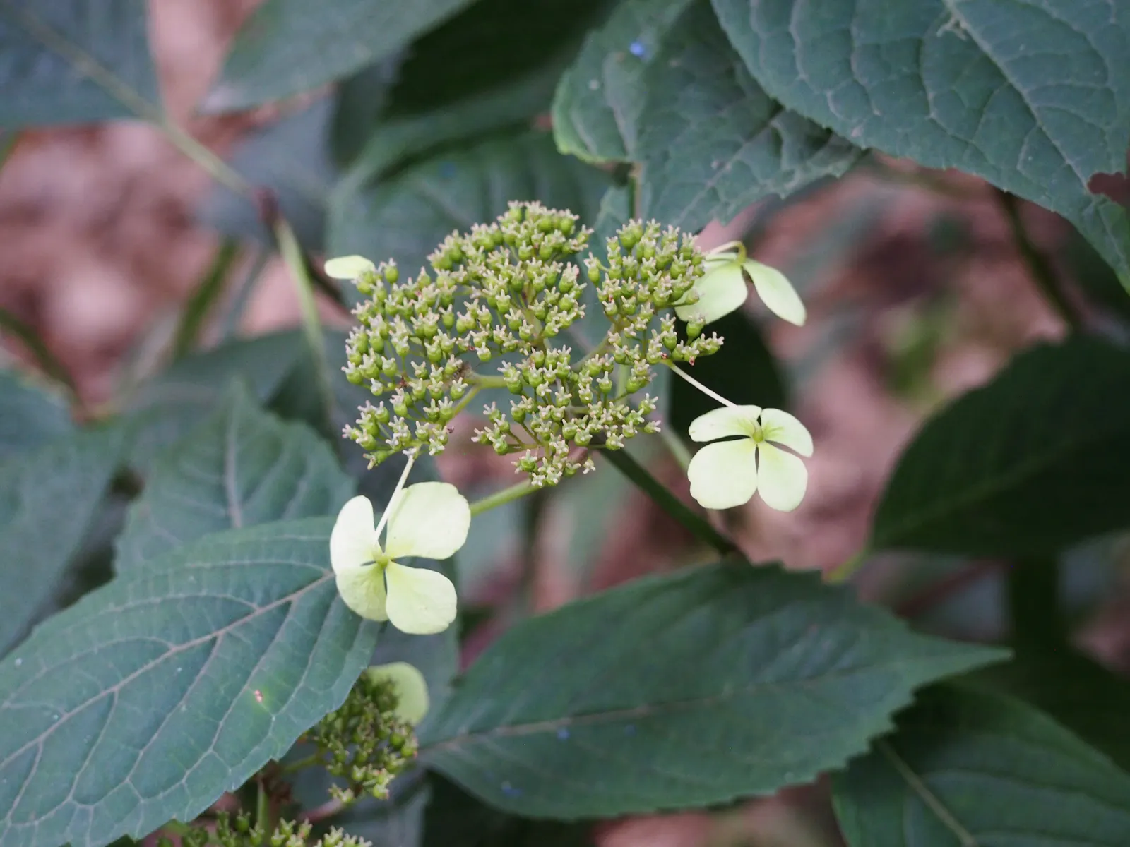 Bluebird Sawtooth Hydrangea (Hydrangea Serrata 'Bluebird') — Perfect for creating a captivating display in woodland gardens or as an accent plant in temperate