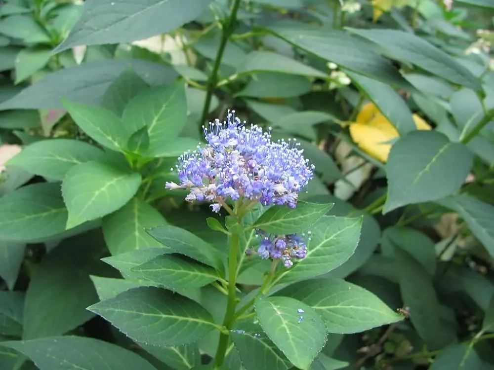Bluebird Sawtooth Hydrangea (Hydrangea Serrata 'Bluebird') — moist soil and offers visual interest with its autumnal foliage transformation