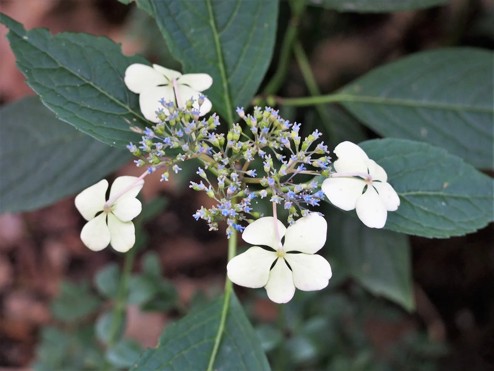 Bluebird Sawtooth Hydrangea (Hydrangea Serrata 'Bluebird') — It typically matures to 4 feet in height and width, thriving in partial shade
