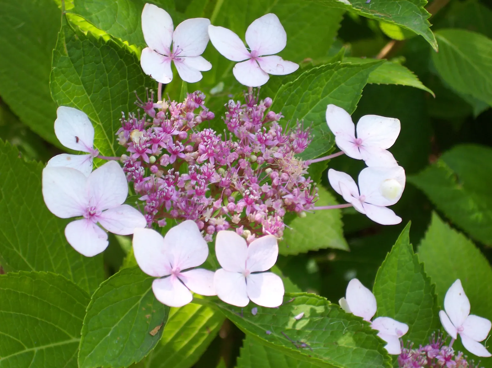 Bluebird Sawtooth Hydrangea (Hydrangea Serrata 'Bluebird') — also known as the Bluebird Sawtooth Hydrangea
