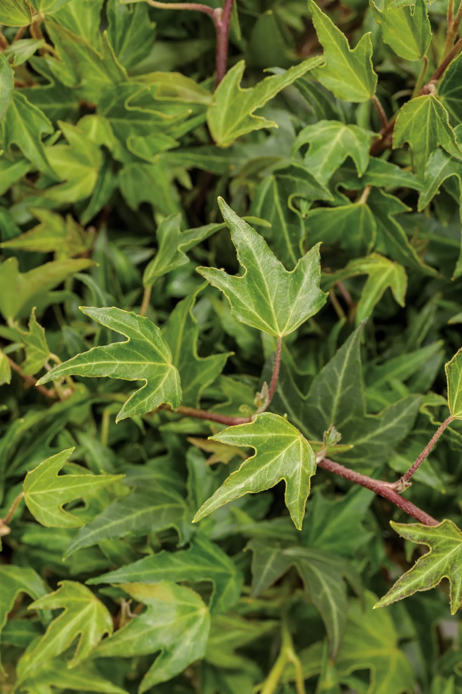 Needlepoint Ivy (Hedera helix) — or Hedera helix 'Needlepoint'