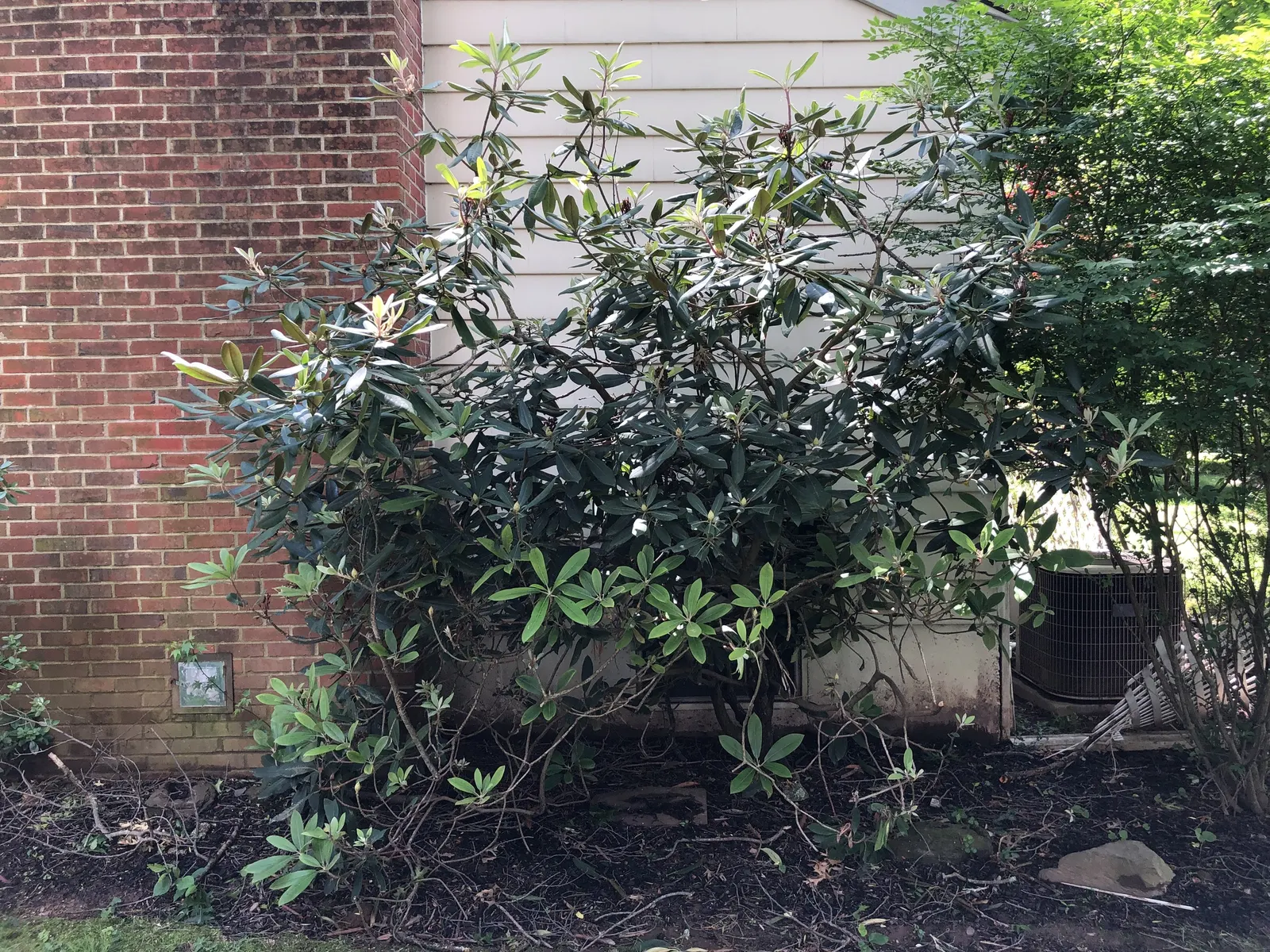 Rosebay Rhododendron (Rhododendron Maximum) — it thrives in partial to full shade