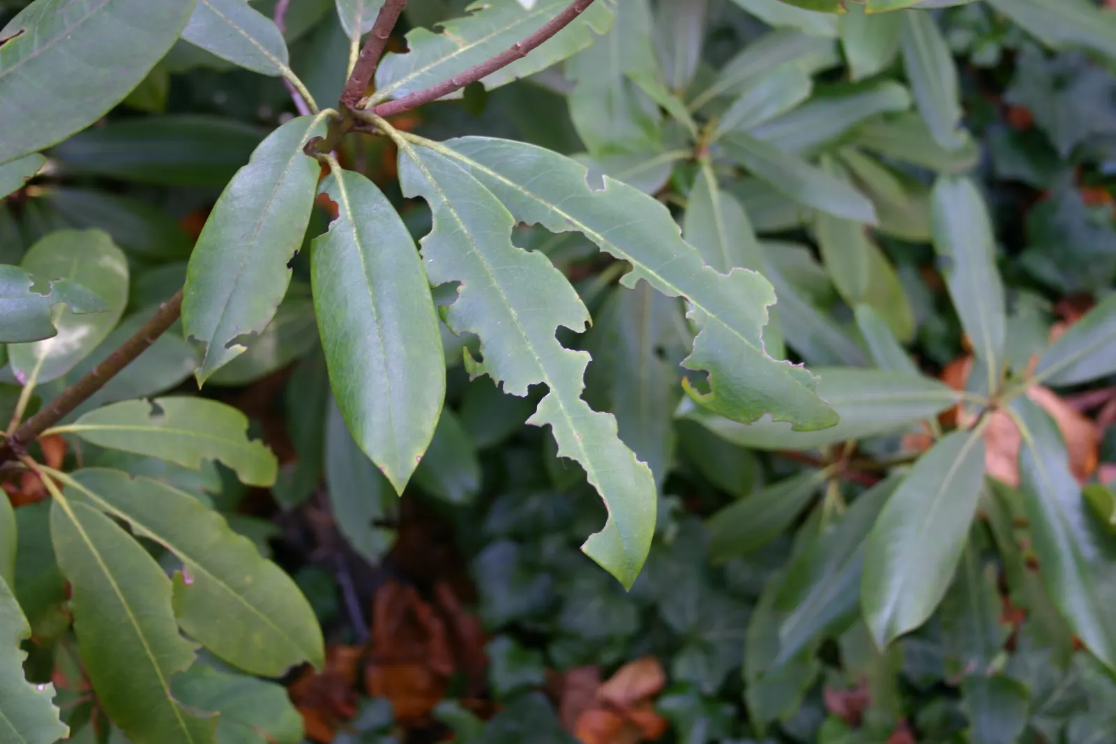 Rosebay Rhododendron (Rhododendron Maximum) — integrate organic matter into the soil and maintain consistent moisture