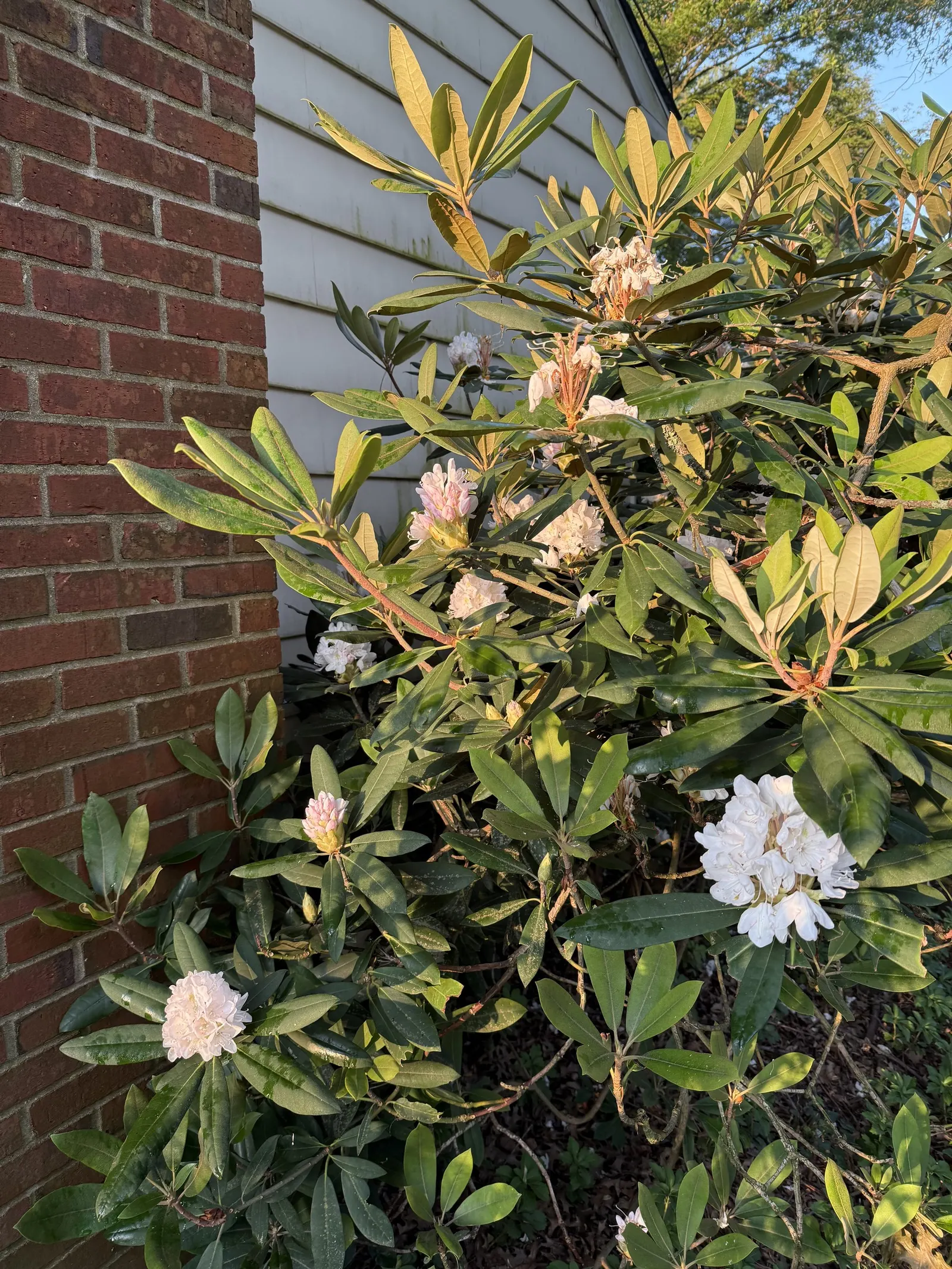 Rosebay Rhododendron (Rhododendron Maximum) — in mass plantings for a stunning display; it thrives in partial to full shade, image 69