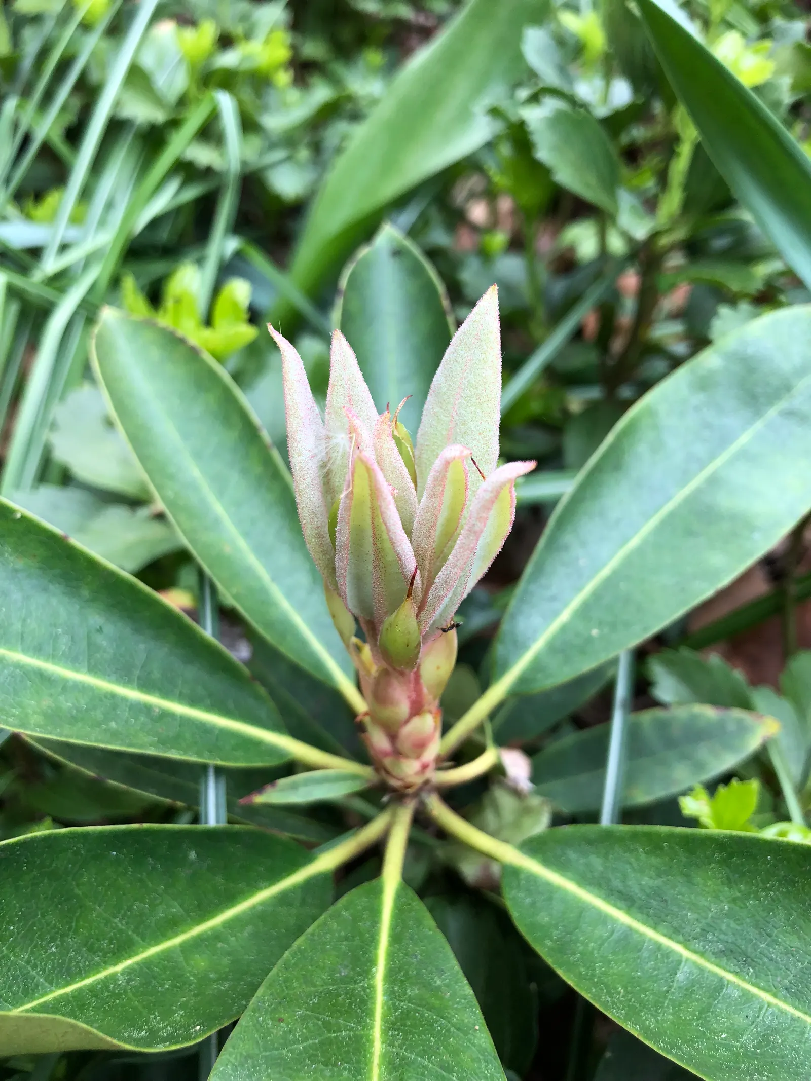 Rosebay Rhododendron (Rhododendron Maximum) — Be sure to provide adequate water