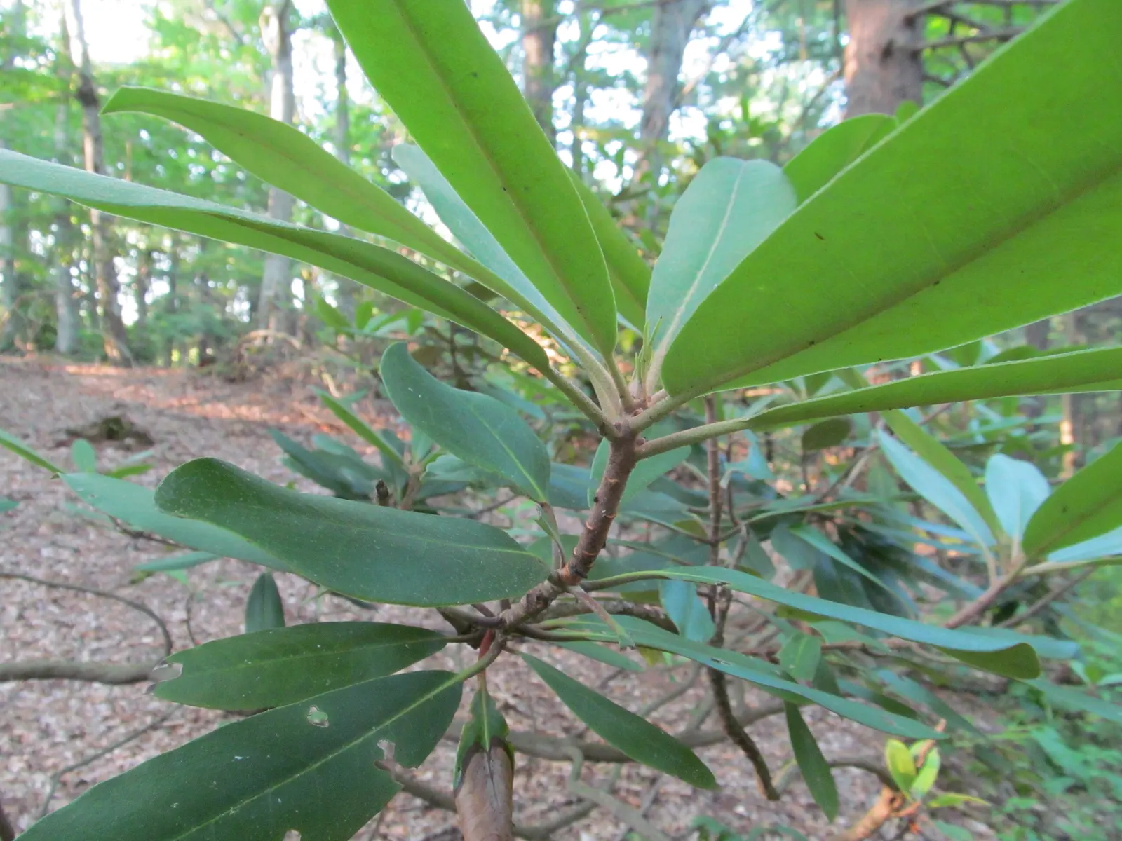 Rosebay Rhododendron (Rhododendron Maximum) — especially in the heat of summer