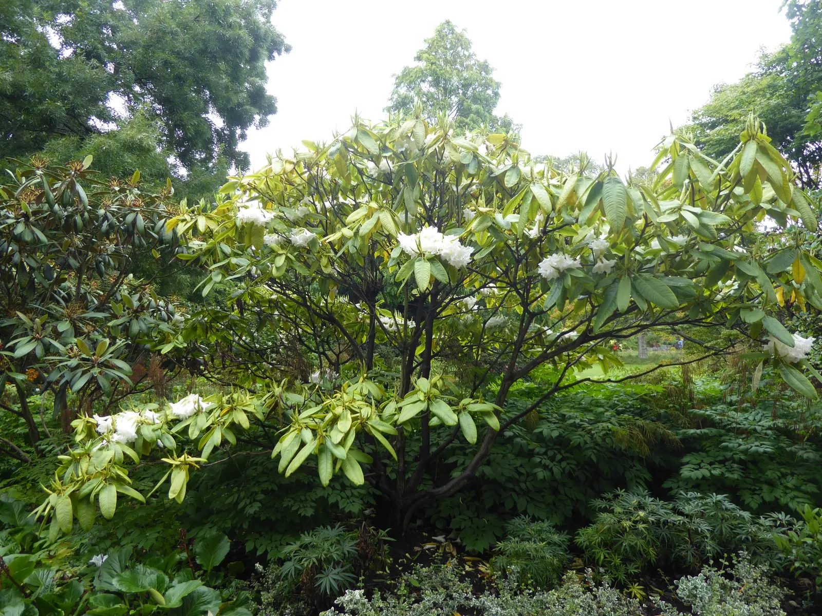 Rosebay Rhododendron (Rhododendron Maximum) — Glossy, leathery leaves can reach 4-8 inches long, adding year-round interest; integrate organic, image 61