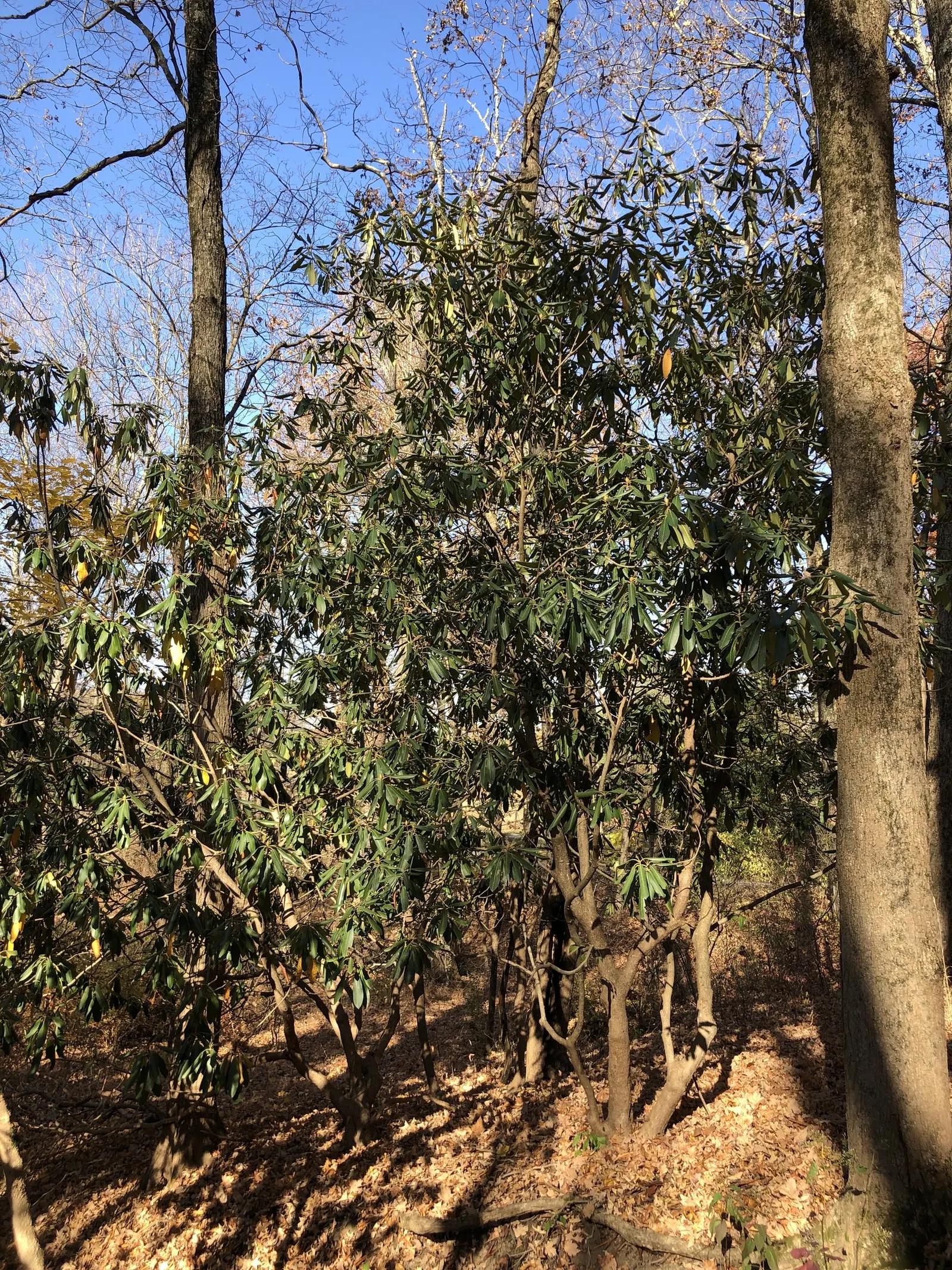 Rosebay Rhododendron (Rhododendron Maximum) — making it well-suited as a specimen plant; this Rhododendron requires ample space for growth