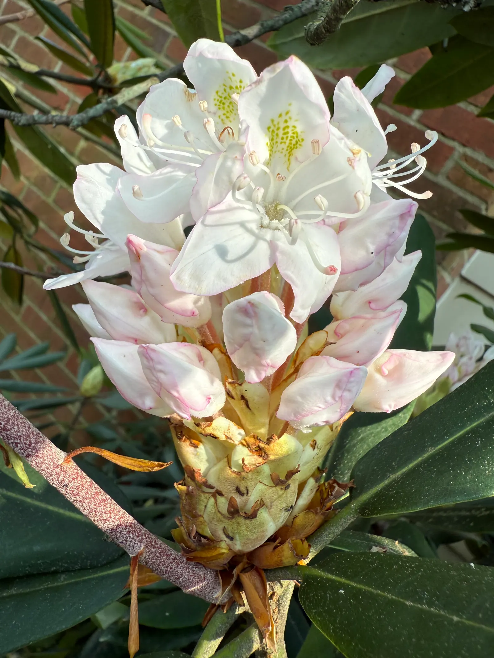 Rosebay Rhododendron (Rhododendron Maximum) — requiring minimal care beyond enjoying its enduring beauty