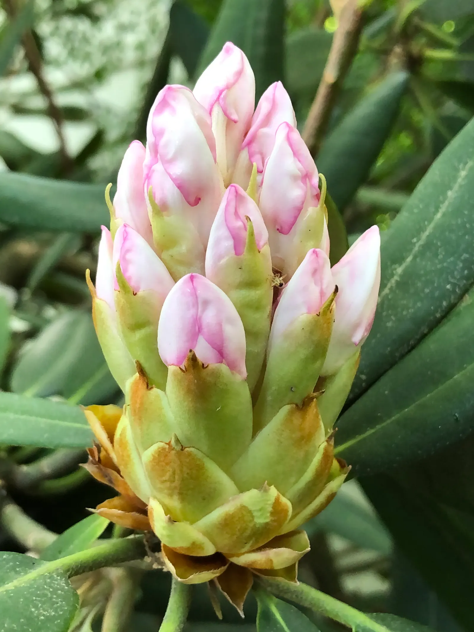 Rosebay Rhododendron (Rhododendron Maximum) — it thrives in partial to full shade; demonstrating impressive resilience in cooler climates, image 103