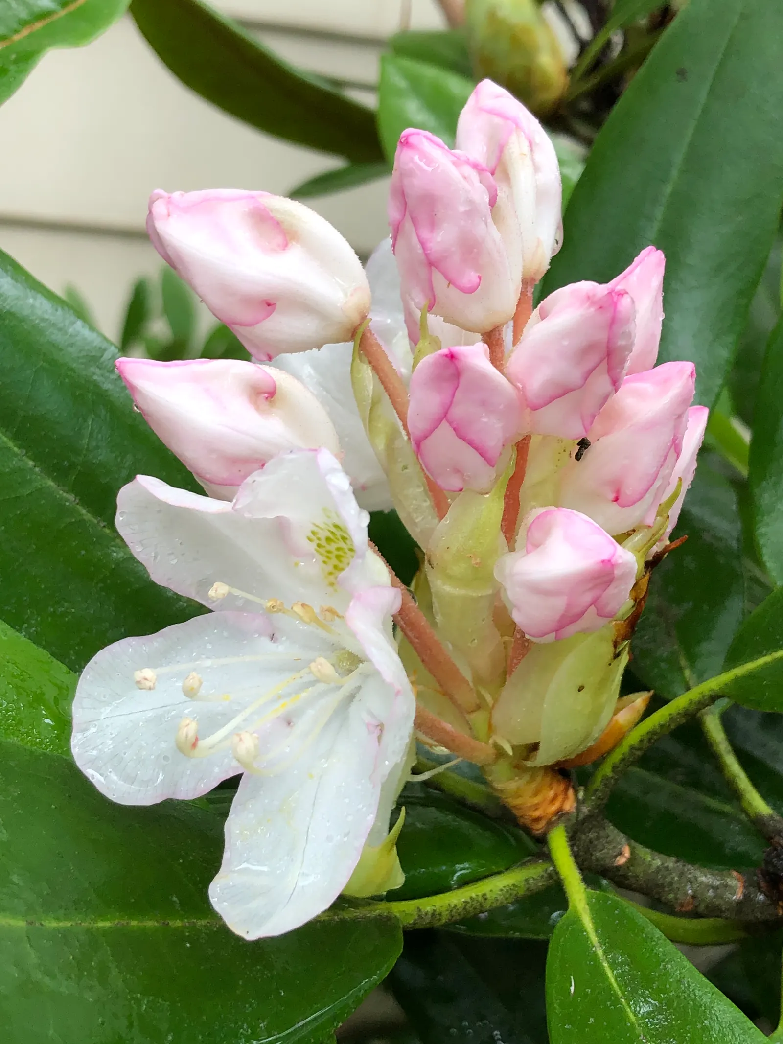 Rosebay Rhododendron (Rhododendron Maximum) — With cold hardiness down to USDA Zone 3; the Rosebay Rhododendron withstands temperatures to -40&deg;F