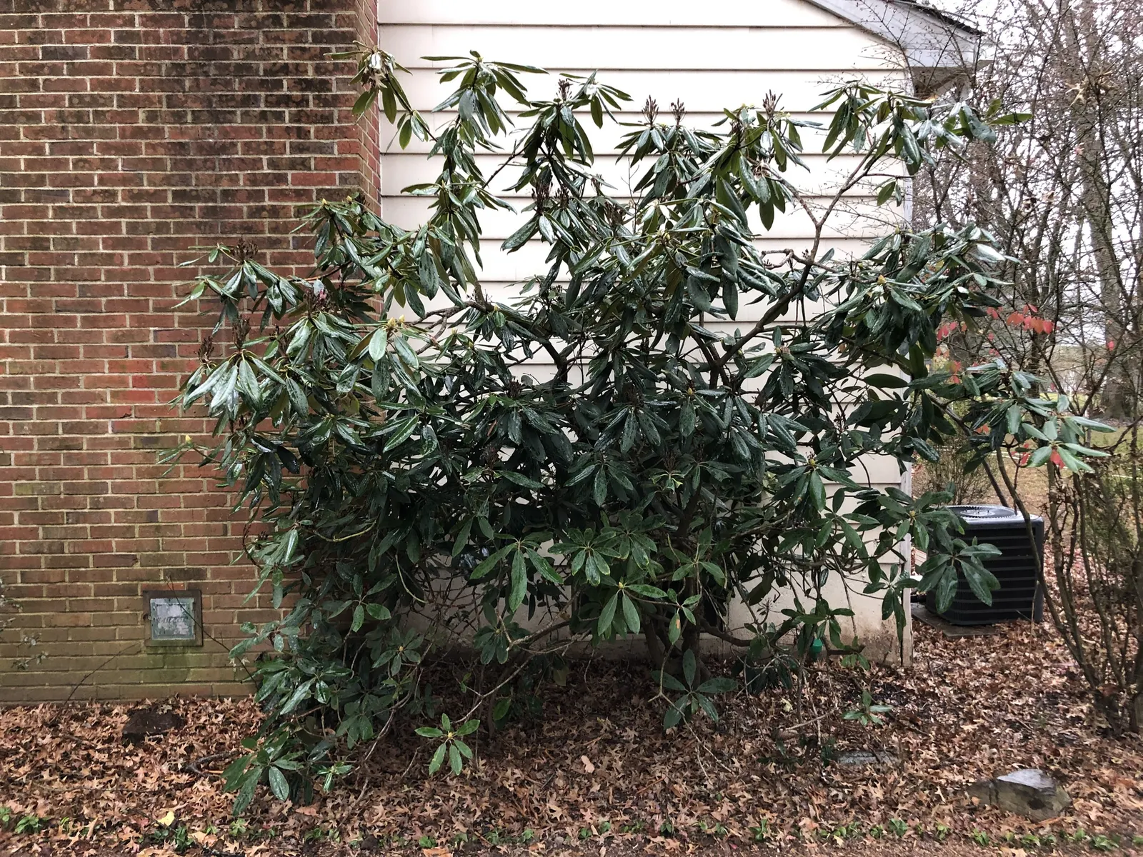Rosebay Rhododendron (Rhododendron Maximum) — white flowers in the garden; or as an effective privacy screen