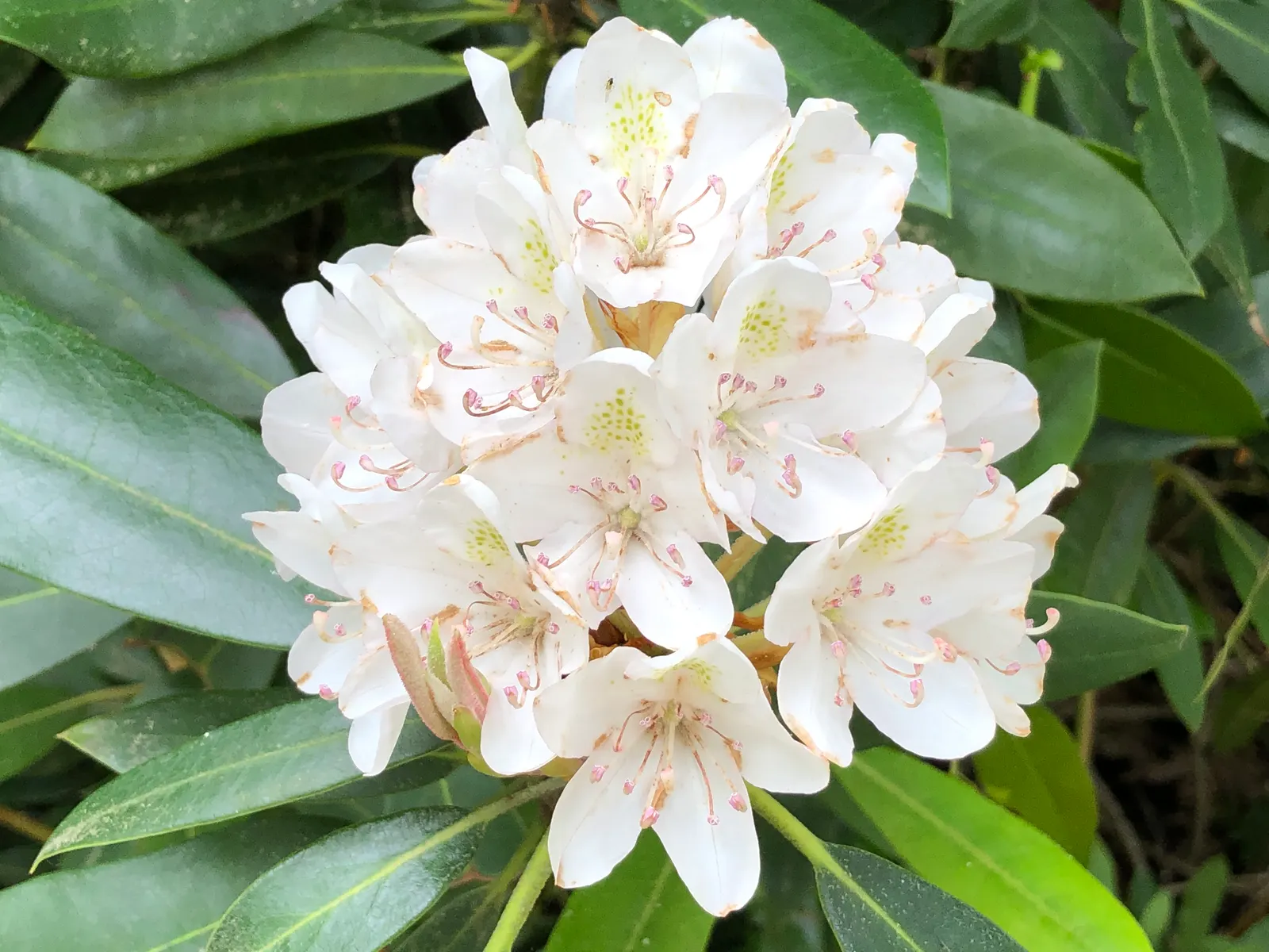 Rosebay Rhododendron (Rhododendron Maximum) — scientifically named Rhododendron maximum